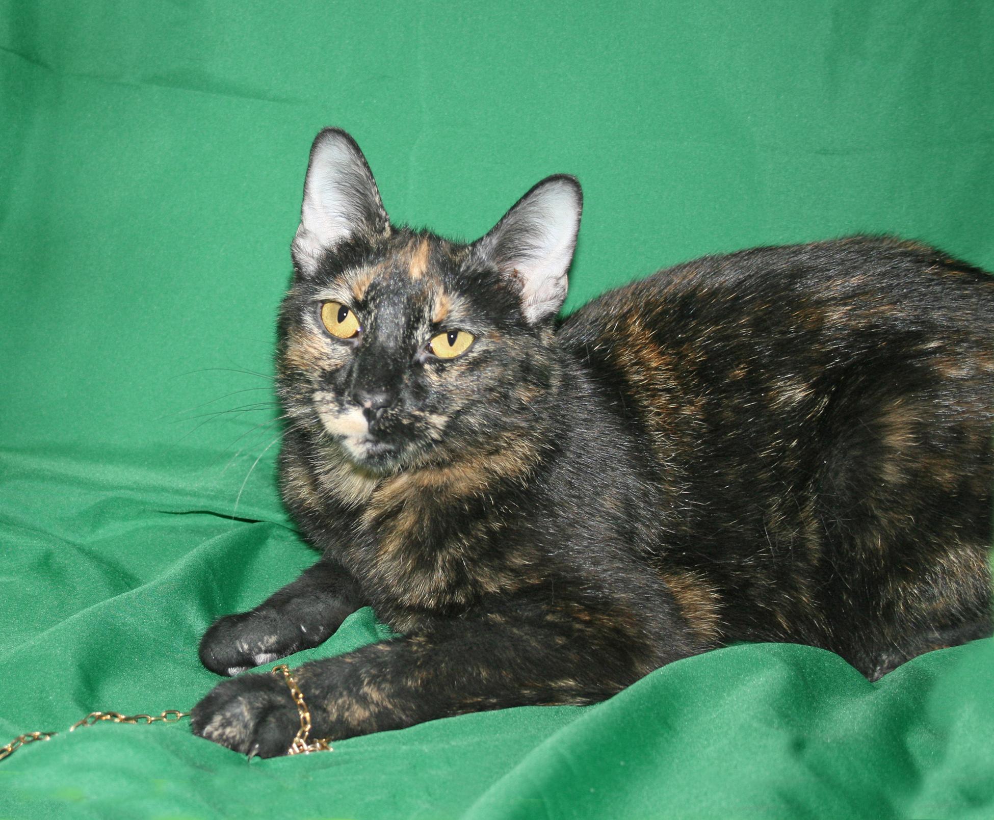 Sooty, a ADOPTABLE Tortoiseshell in Victoria, MN image 2/3