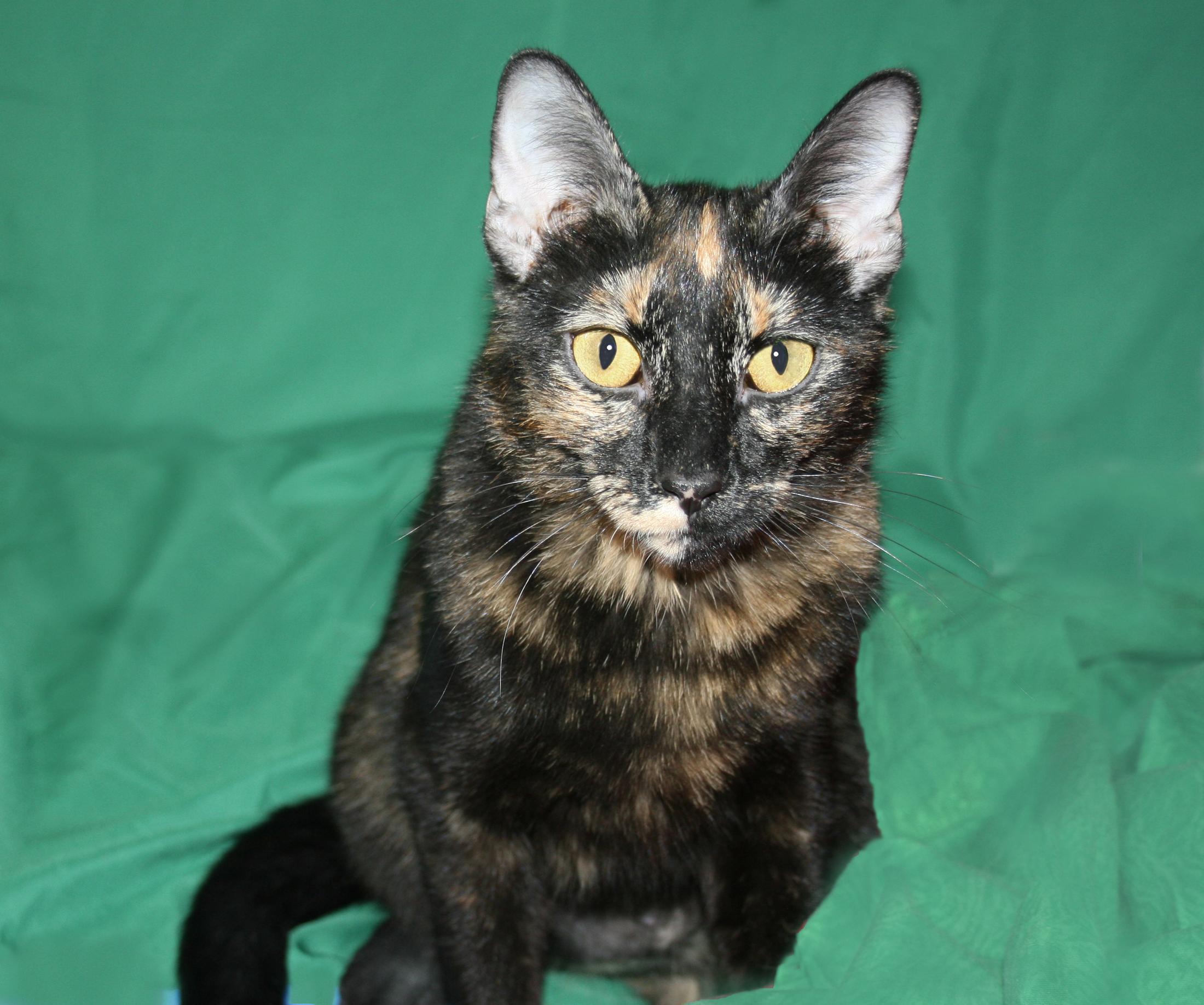 Sooty, ADOPTABLE, Young Female Tortoiseshell.