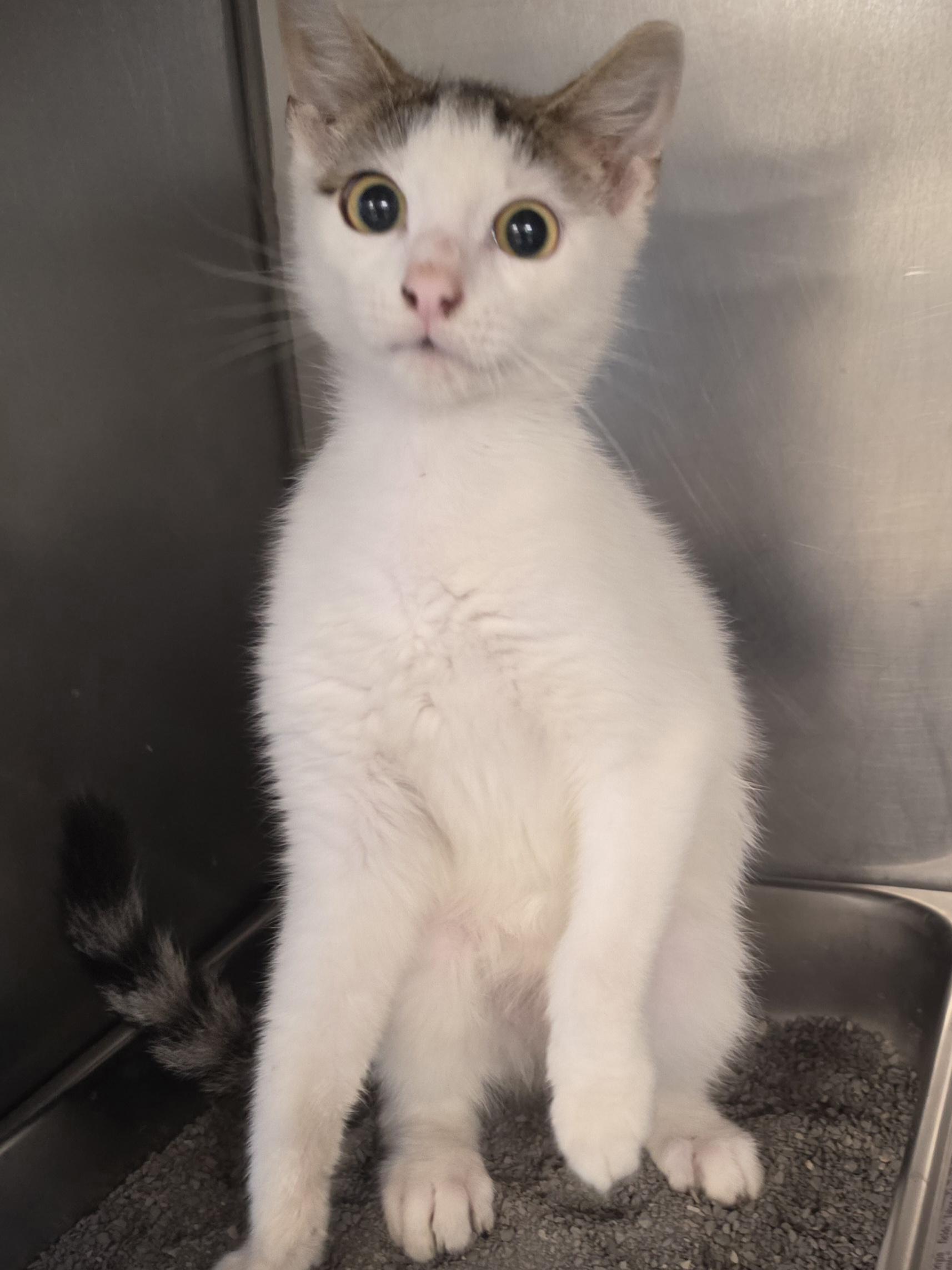 Peanut, Adoptable, Young Male Domestic Short Hair.