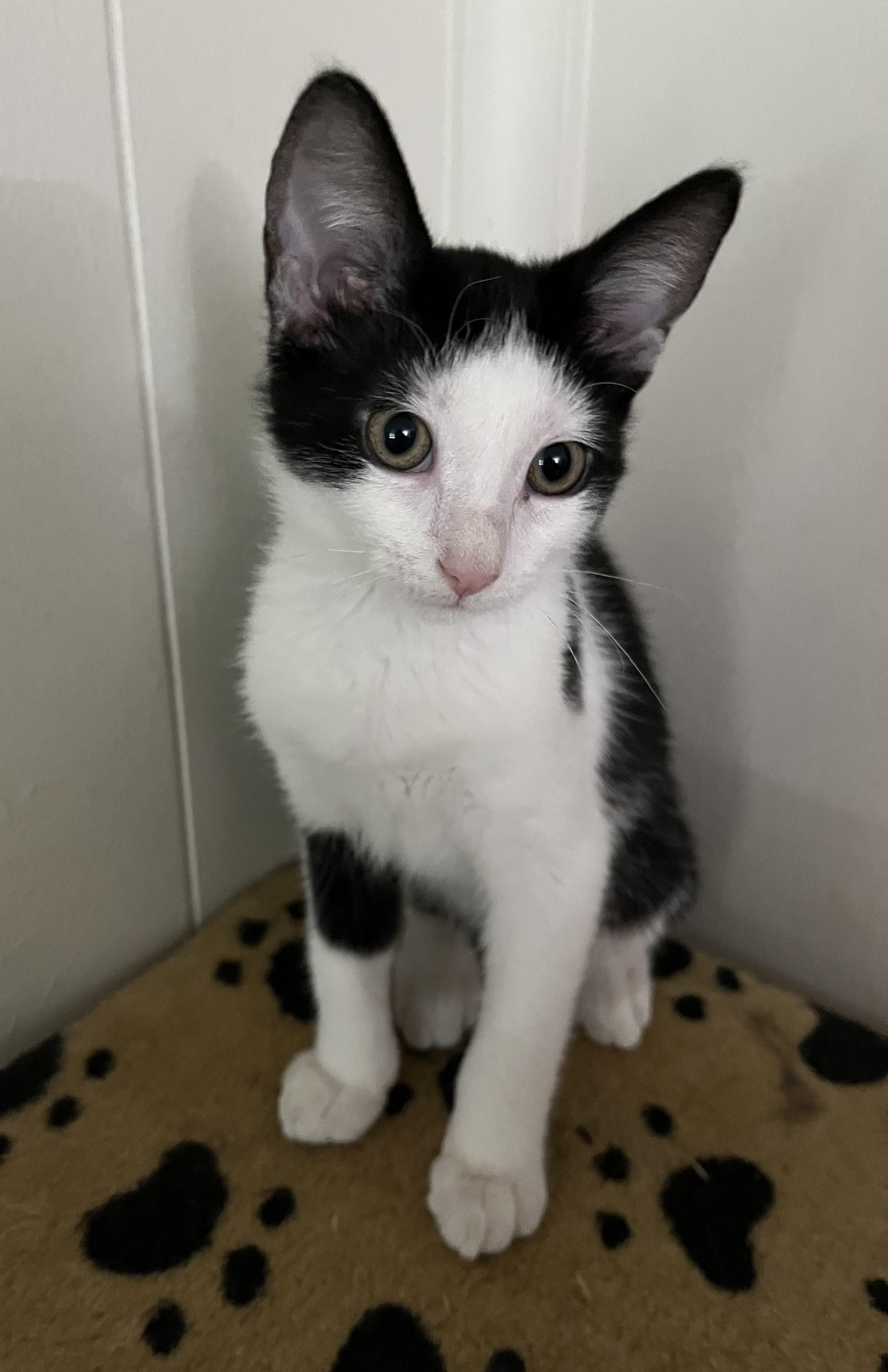 Enlarge Savannah, a Adoptable Domestic Short Hair in Ormond Beach, FL image 1/2