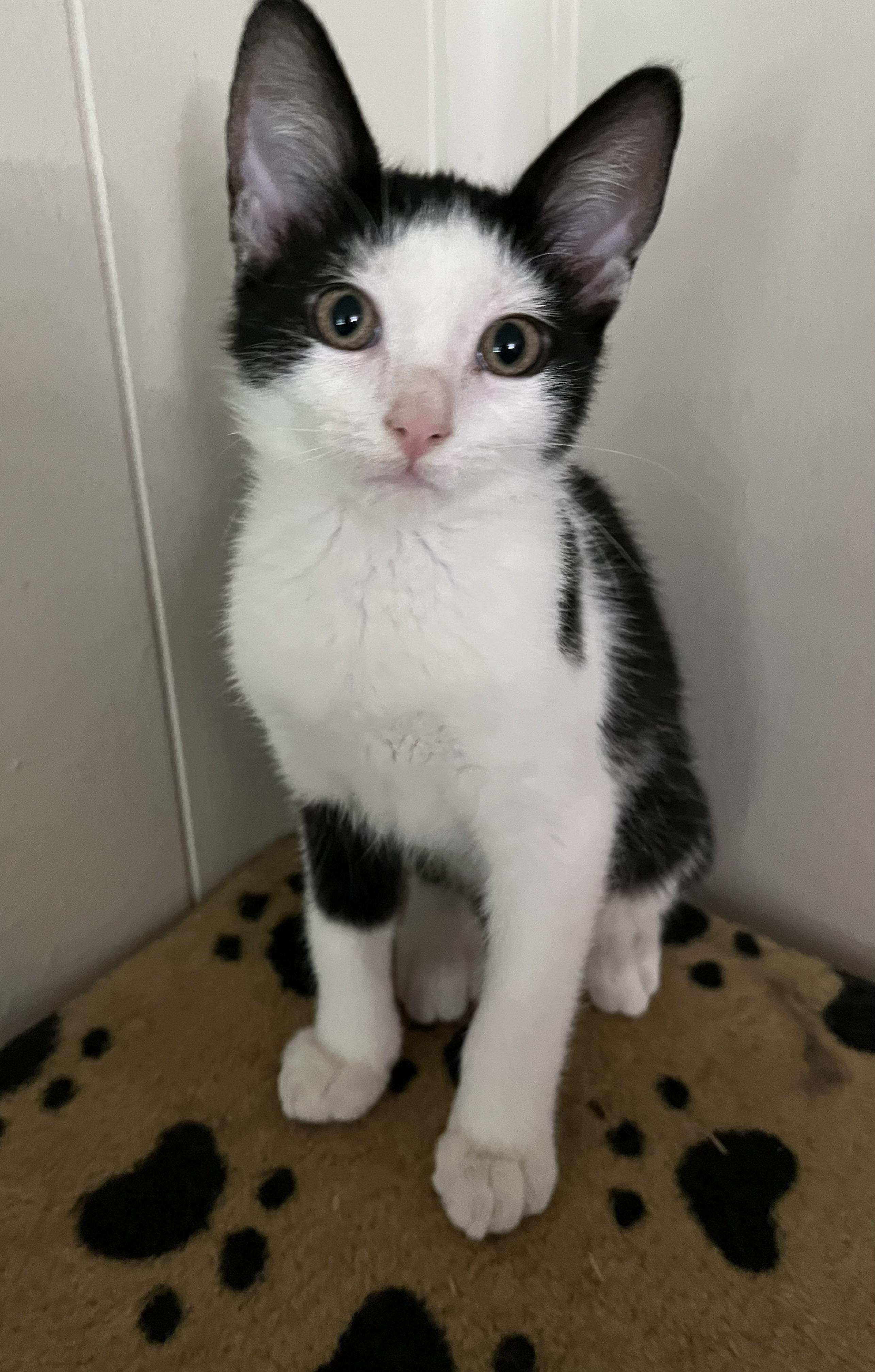 Enlarge Savannah, a Adoptable Domestic Short Hair in Ormond Beach, FL image 2/2