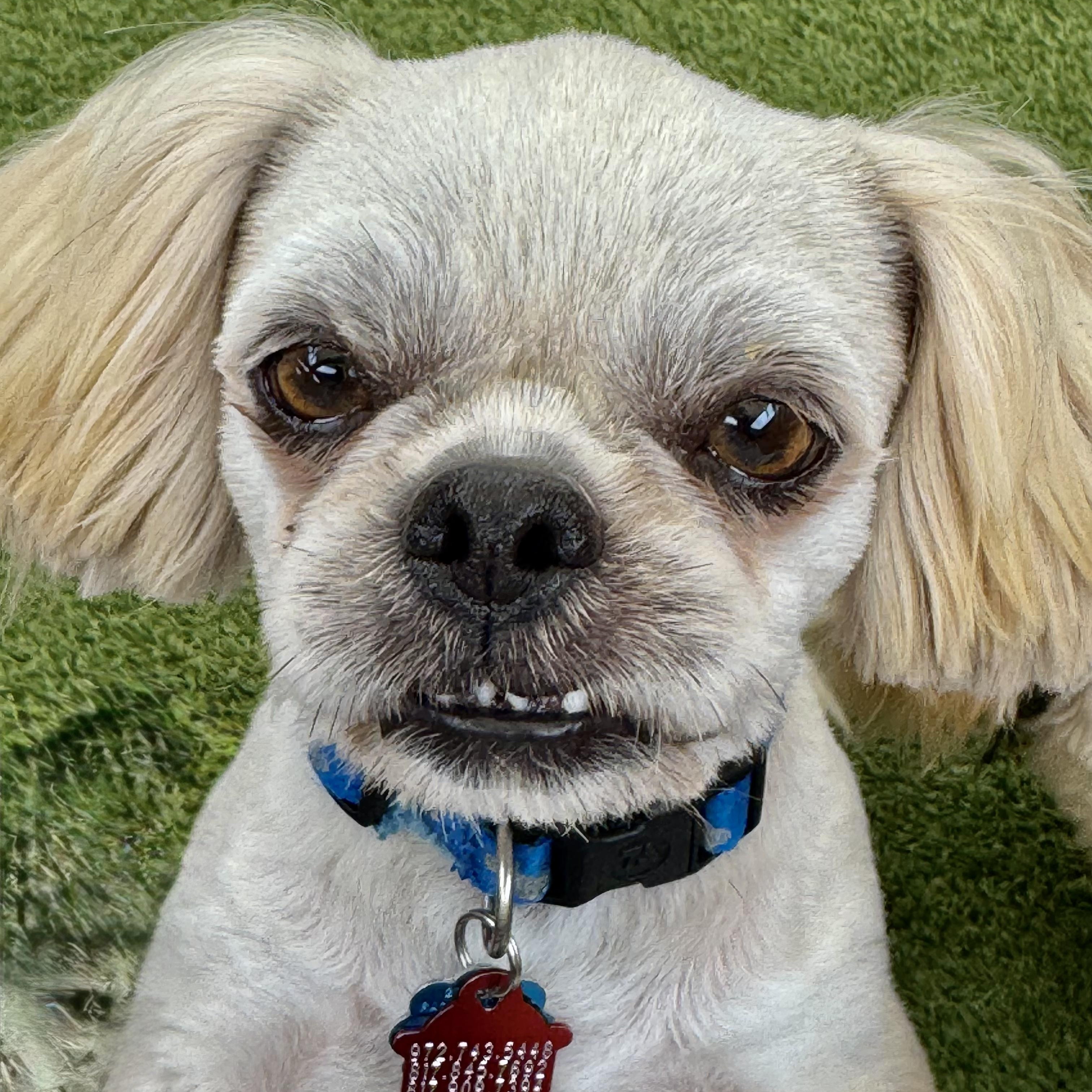 Enlarge Deacon Miller, a Adoptable Shih Tzu in Plano, TX image 3/3