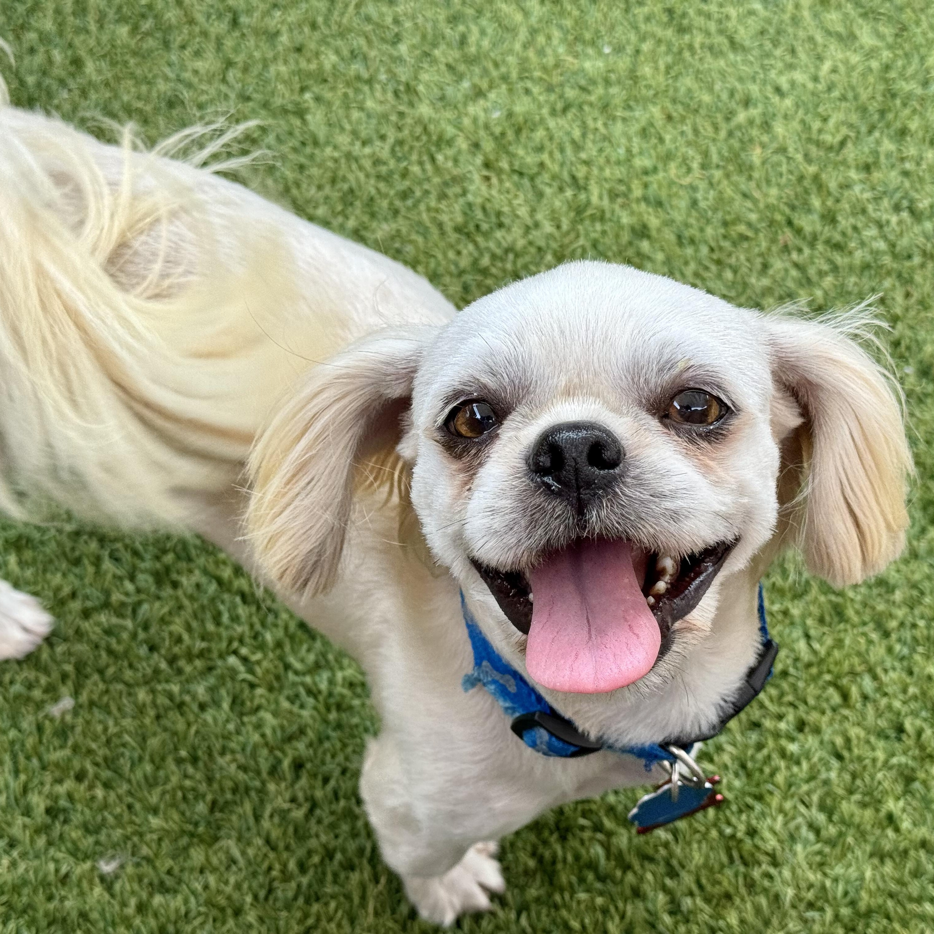 Deacon Miller, Adoptable, Young Male Shih Tzu.