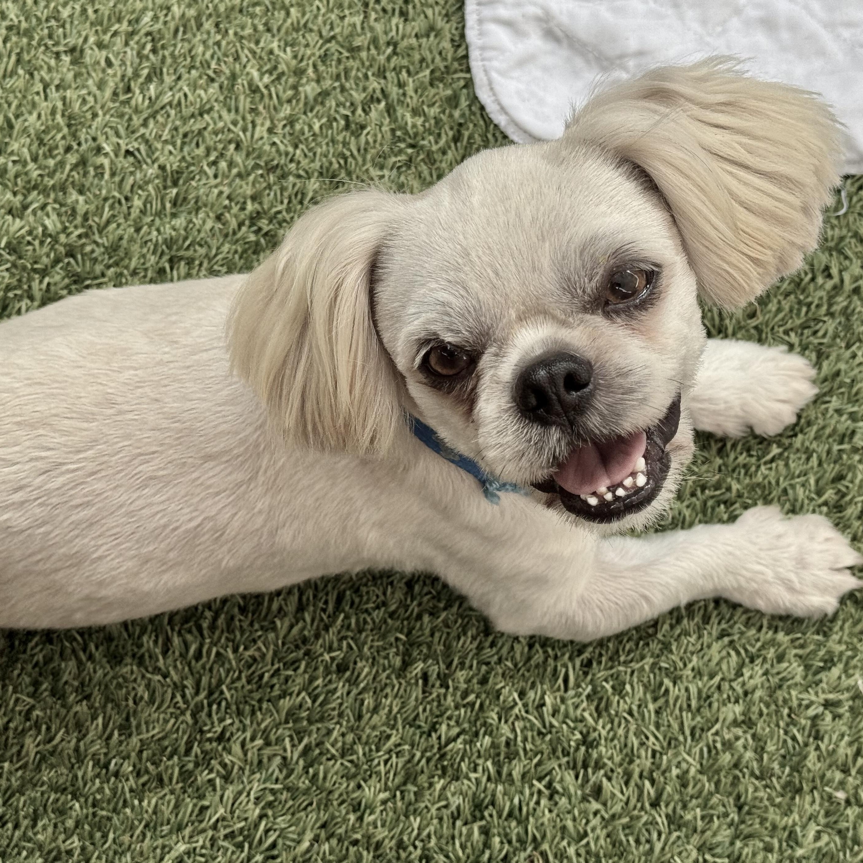 Enlarge Deacon Miller, a Adoptable Shih Tzu in Plano, TX image 2/3