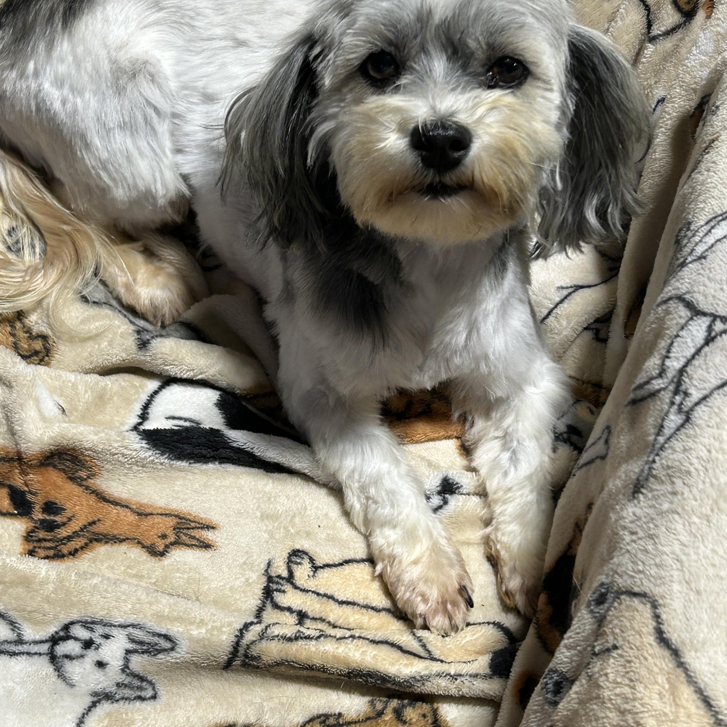 Enlarge Bella, a Adoptable Havanese in Maumee , OH image 3/5