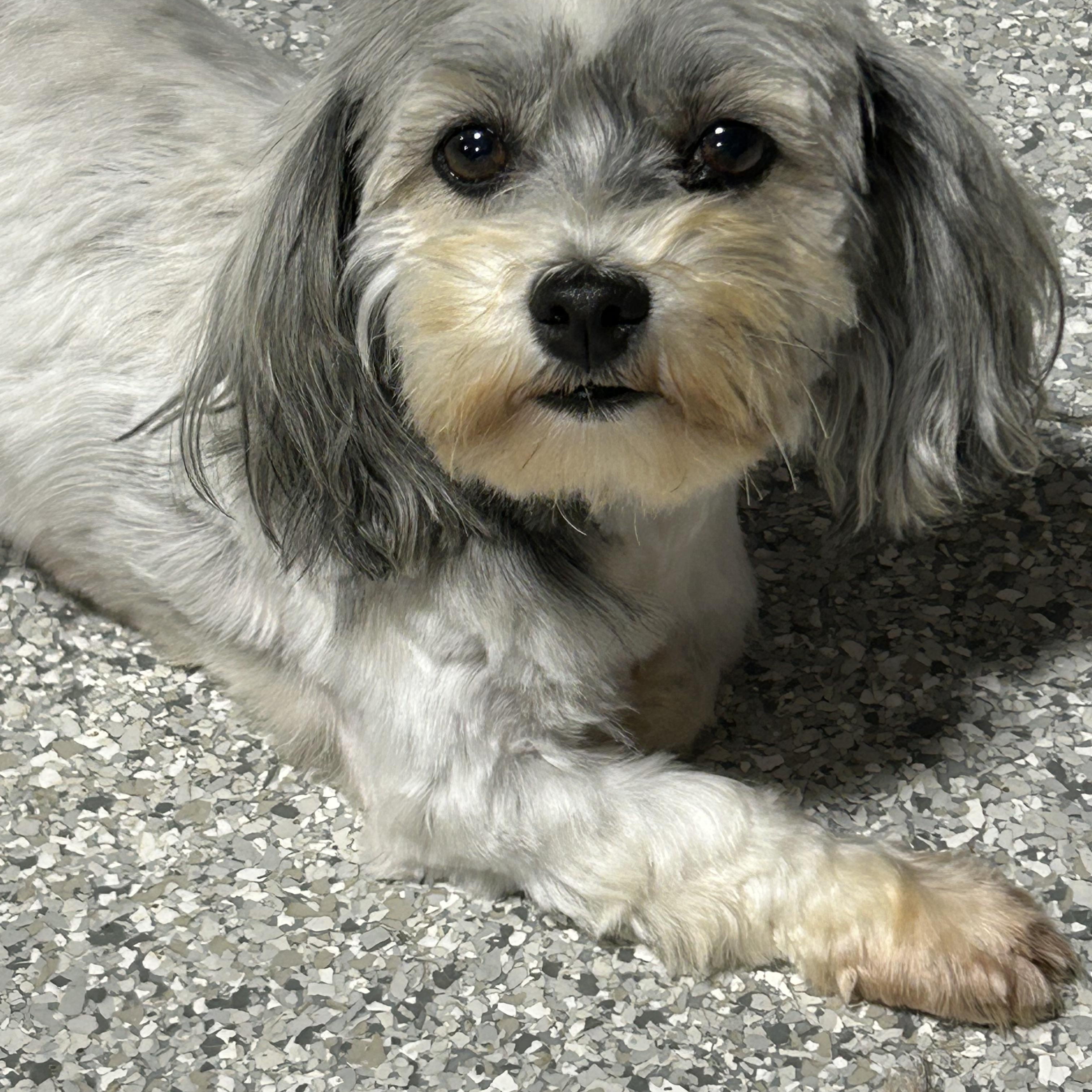 Enlarge Bella, a Adoptable Havanese in Maumee , OH image 1/5