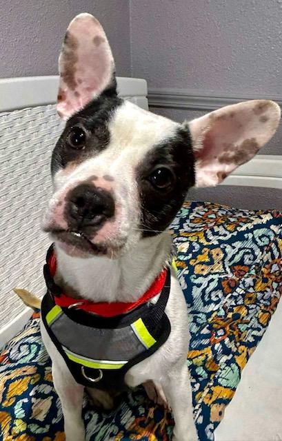 Pancho, ADOPTABLE, Adult Male Boston Terrier & Jack Russell Terrier.