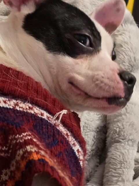 Enlarge Pancho, a ADOPTABLE mixed breed in Memphis, TN image 5/5