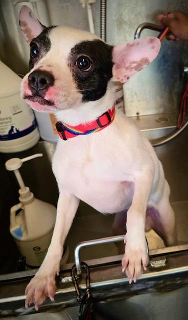 Enlarge Pancho, a ADOPTABLE mixed breed in Memphis, TN image 2/5