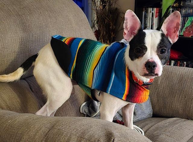 Enlarge Pancho, a ADOPTABLE mixed breed in Memphis, TN image 4/5