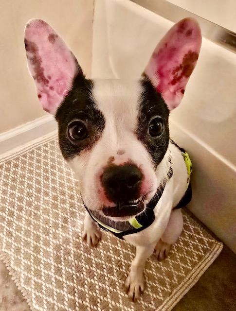 Enlarge Pancho, a ADOPTABLE mixed breed in Memphis, TN image 3/5