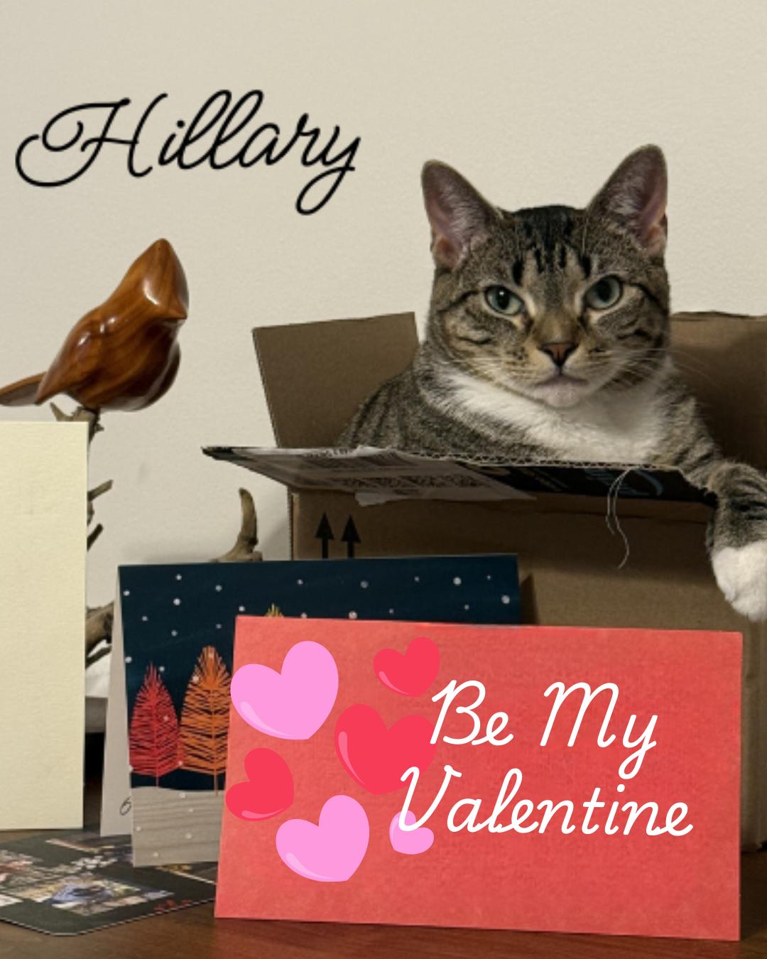 Enlarge Hillary-Perfect Future Roomate, a Adoptable Domestic Short Hair in Laurel, MD image 1/3