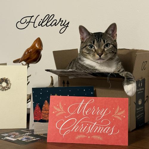 Hillary-Perfect Future Roomate, a Adoptable Domestic Short Hair in Laurel, MD image 1/3