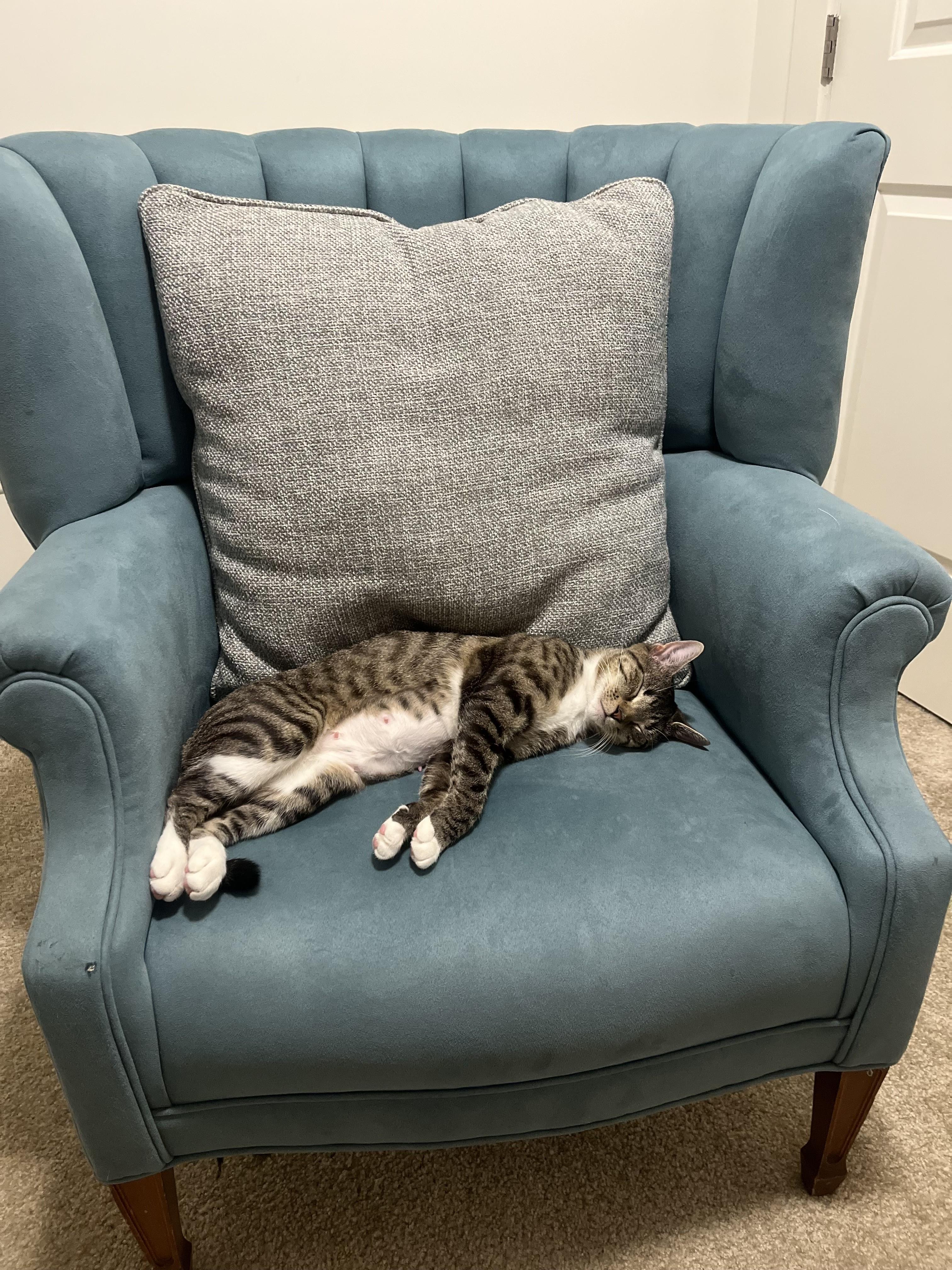 Enlarge Hillary-Perfect Future Roomate, a Adoptable Domestic Short Hair in Laurel, MD image 4/4