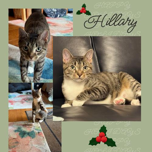 Hillary-Perfect Future Roomate, a Adoptable Domestic Short Hair in Laurel, MD image 3/3