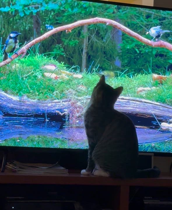 Enlarge Hillary, a Adoptable Domestic Short Hair in Laurel, MD video 2/5