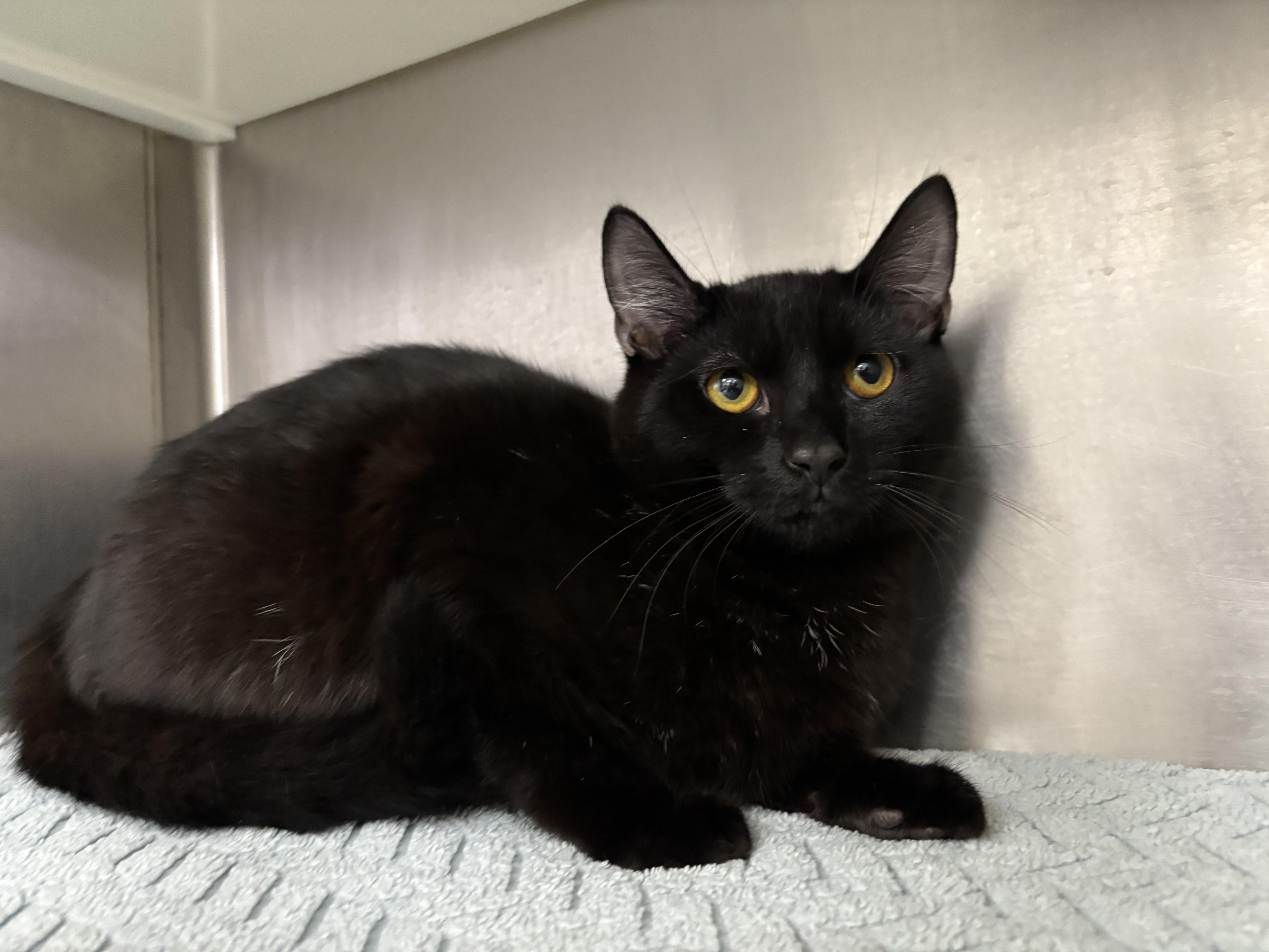 Enlarge Manny, a Adoptable mixed breed in Frankfort, IN image 3/4