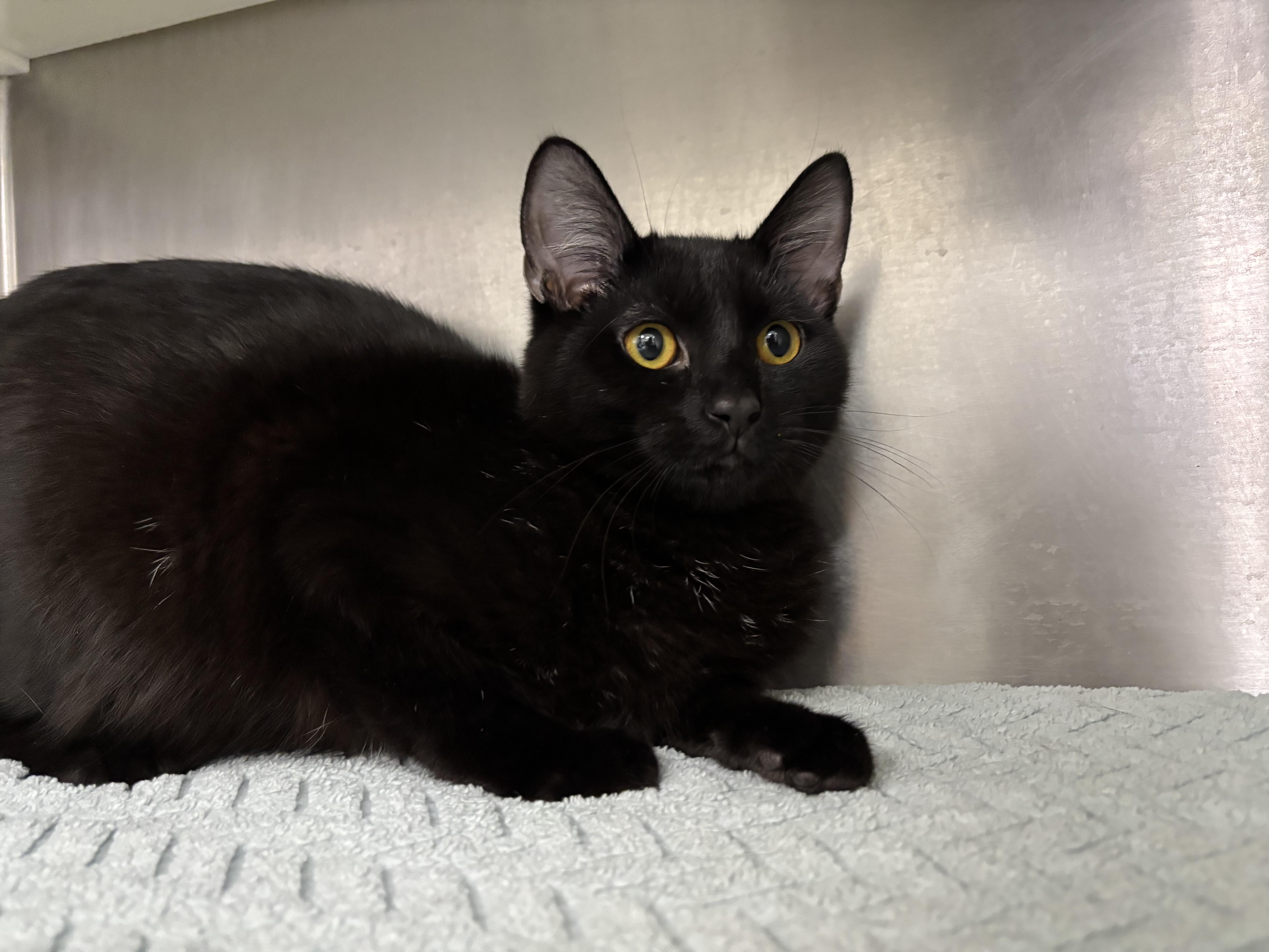 Enlarge Manny, a Adoptable mixed breed in Frankfort, IN image 2/4