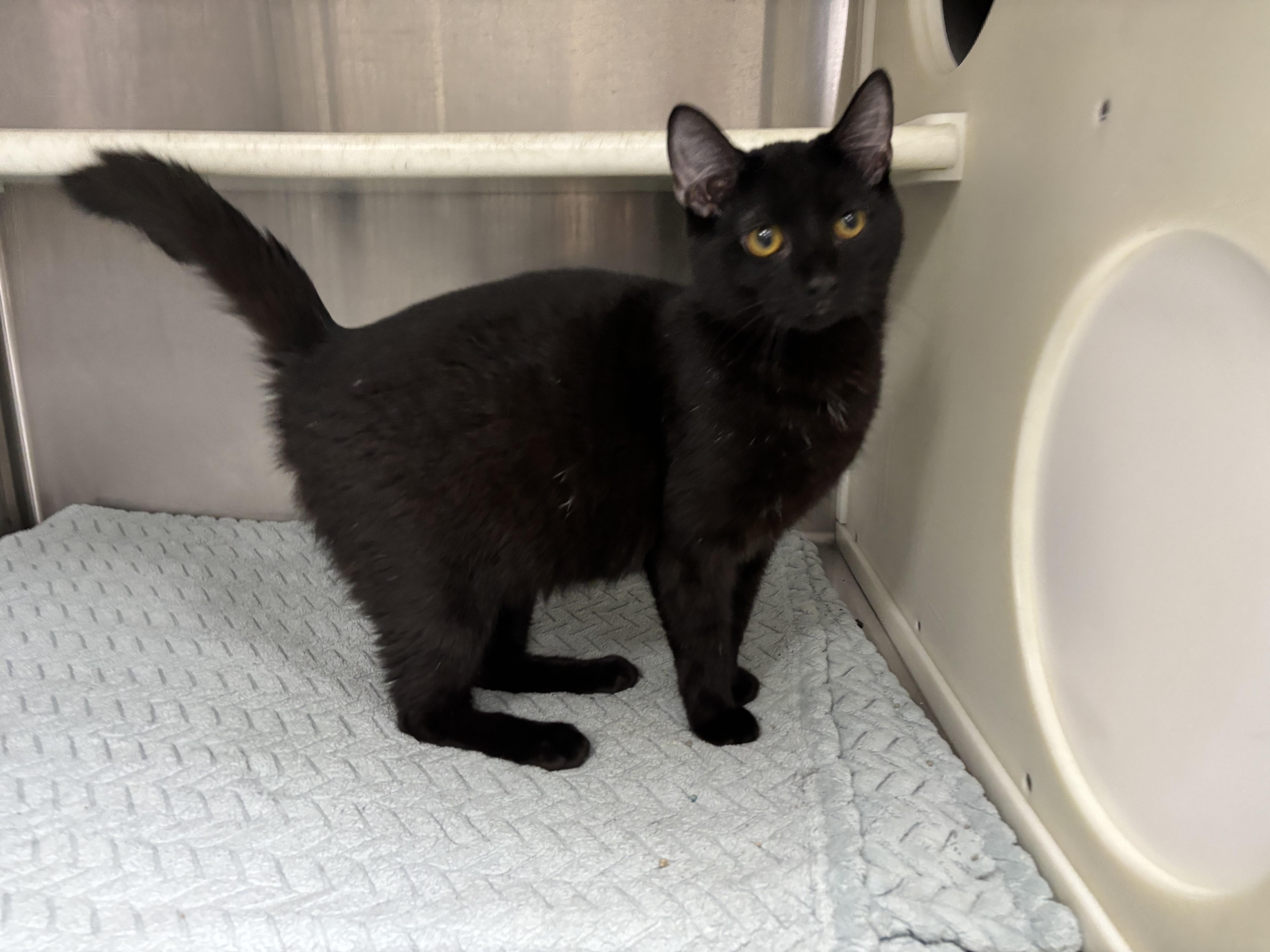 Manny, Young Male Domestic Short Hair