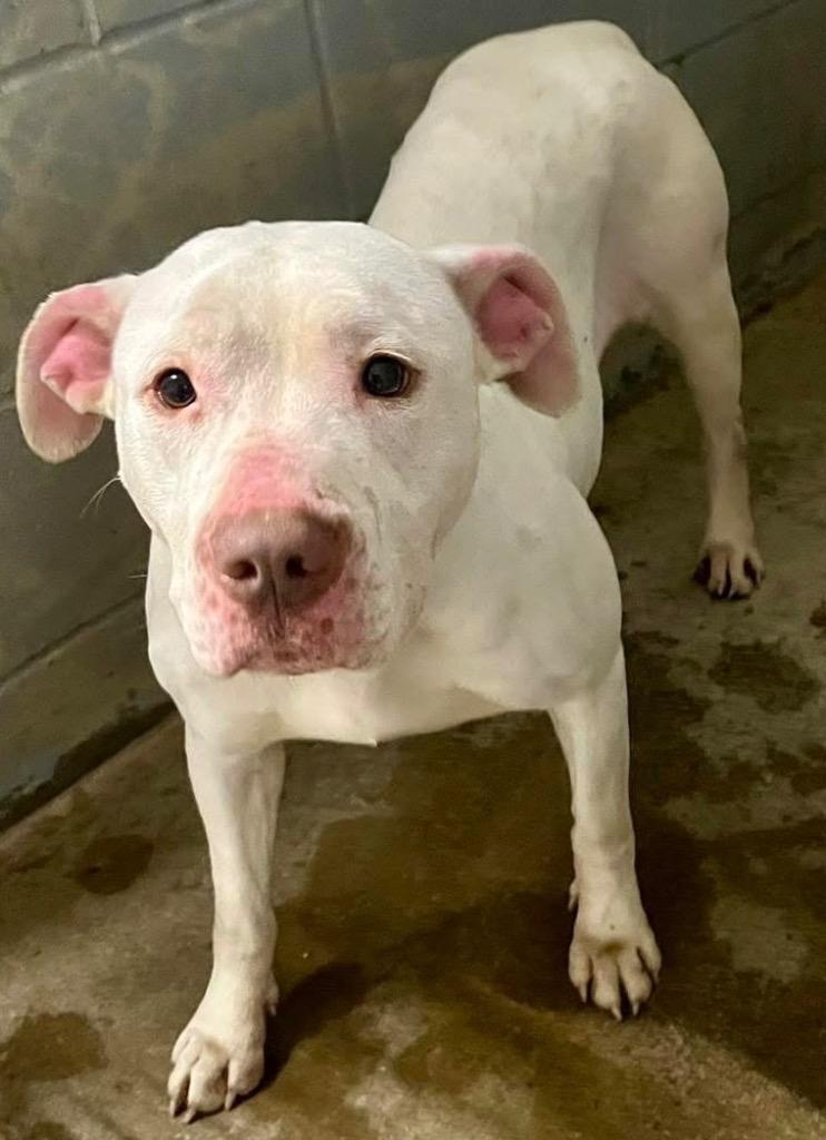 Glenda, Adoptable, Adult Female Pit Bull Terrier.