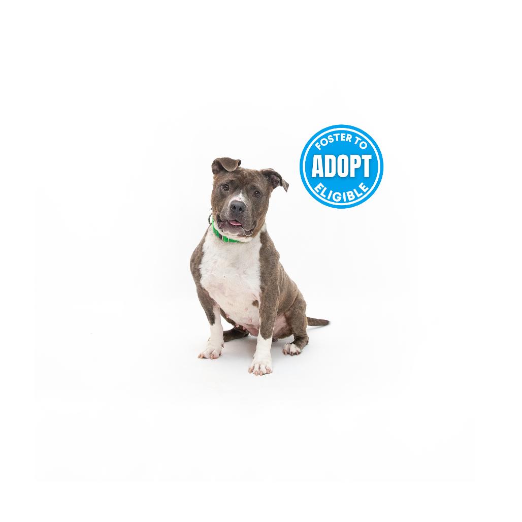 Blossom, Adoptable, Senior Female Mixed Breed.