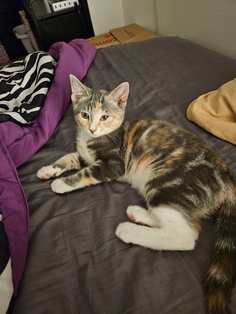 Maeve, Adopted, Kitten Female Domestic Short Hair.