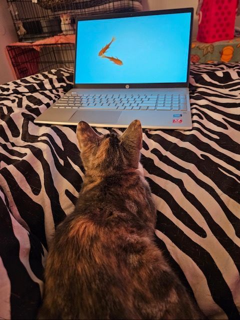 Maeve, a Adopted Domestic Short Hair in Florham Park, NJ image 2/6