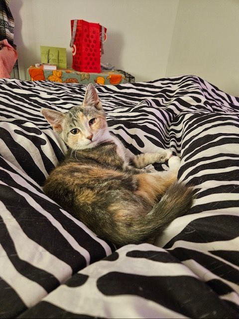 Maeve, a Adopted Domestic Short Hair in Florham Park, NJ image 3/6