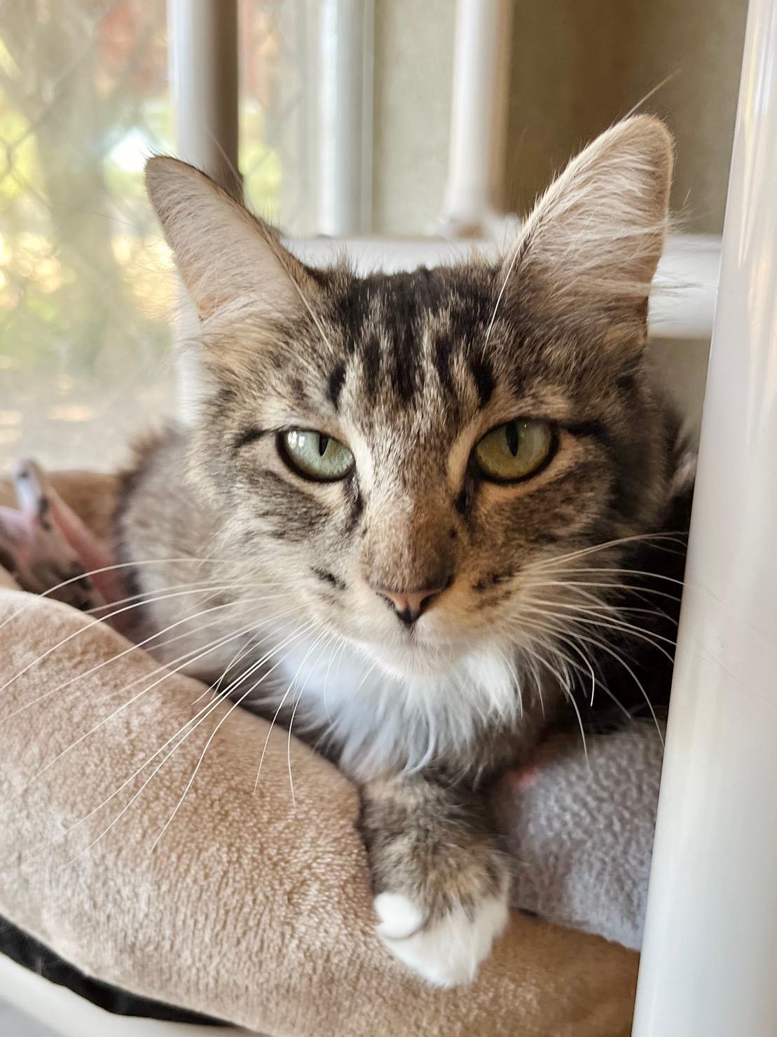Rachel, adopted, Adult Female Domestic Long Hair.