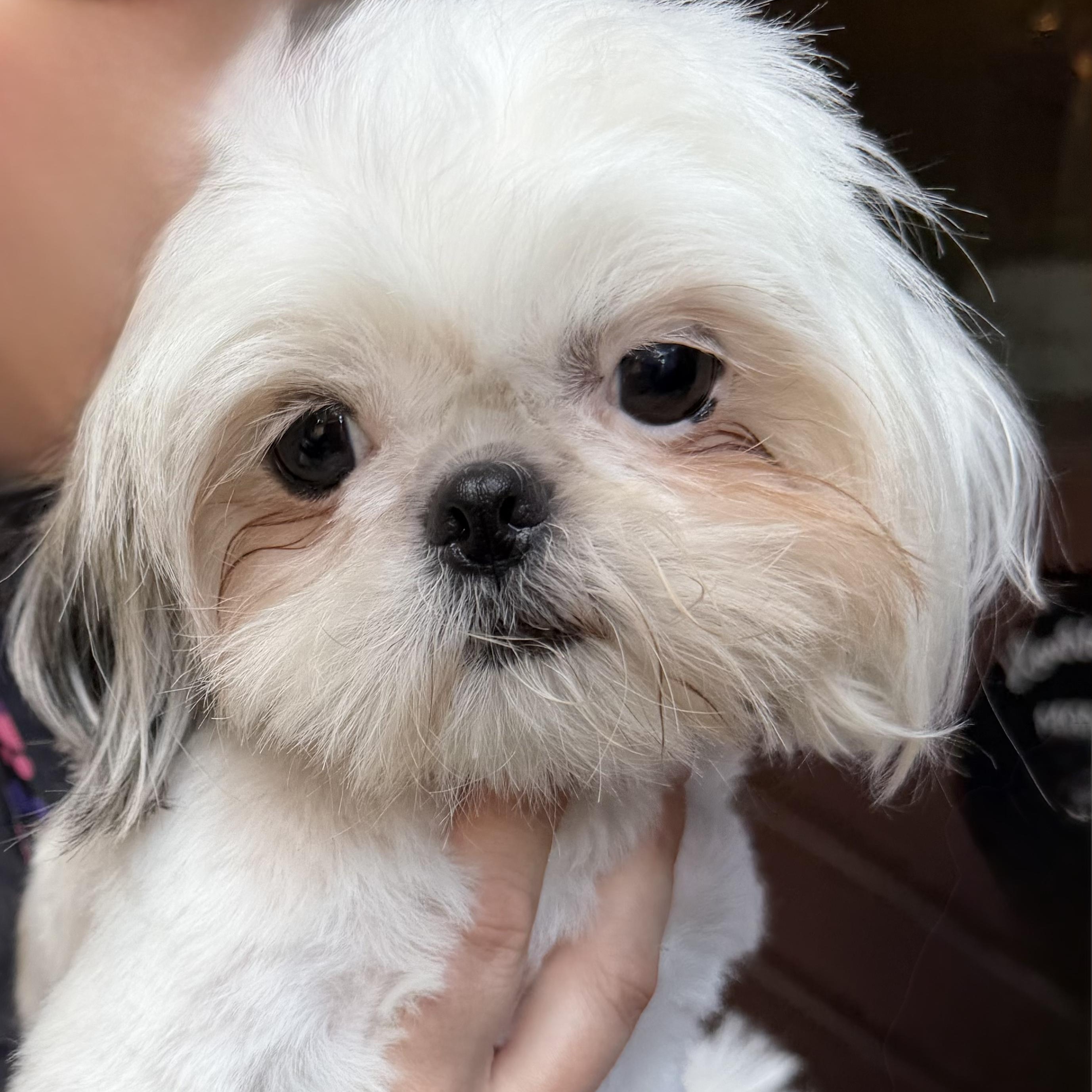 Special, Adoptable, Young Female Shih Tzu.