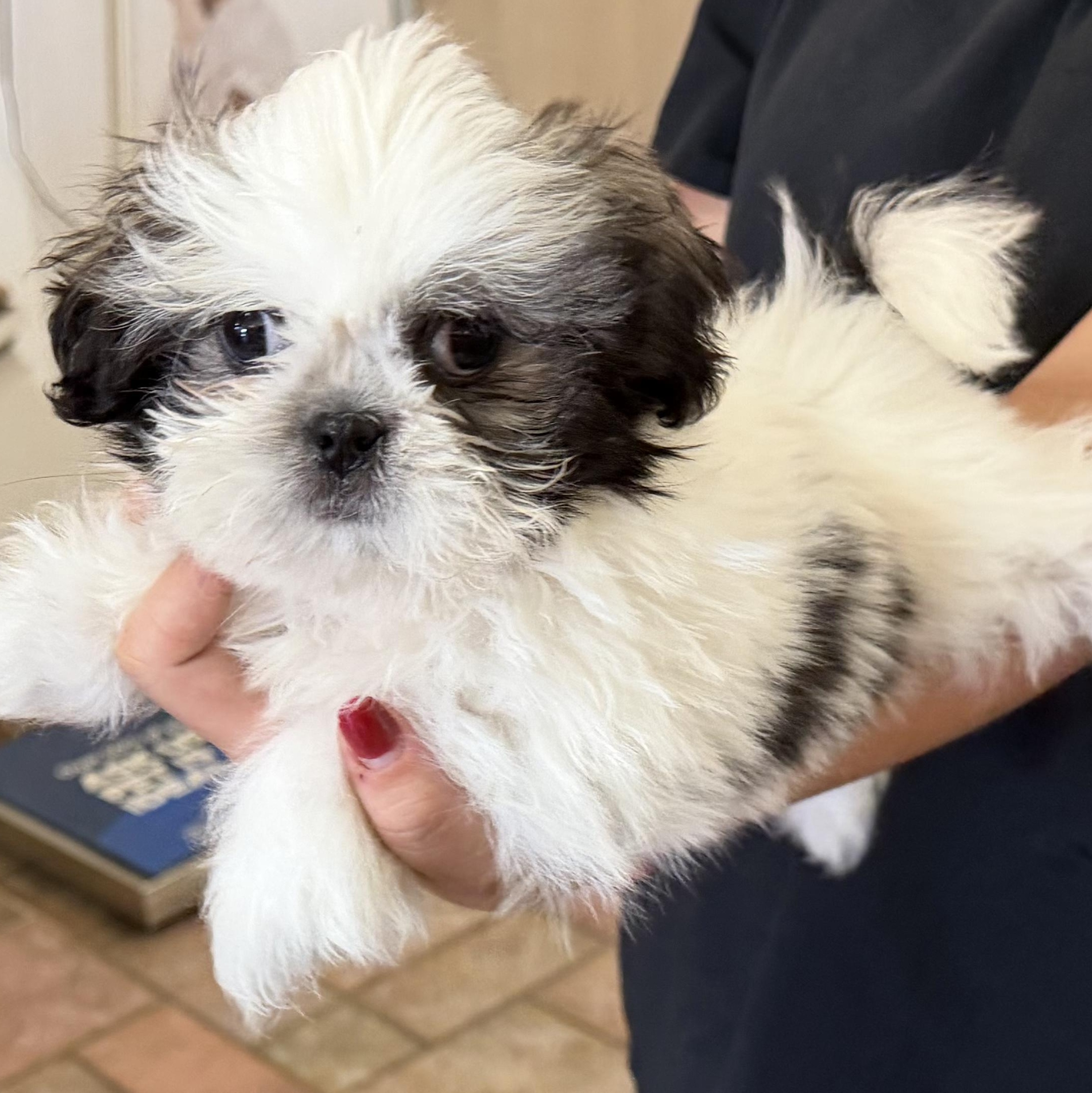 Enlarge Special and Moose, a Adoptable Shih Tzu in Plano, TX image 4/4