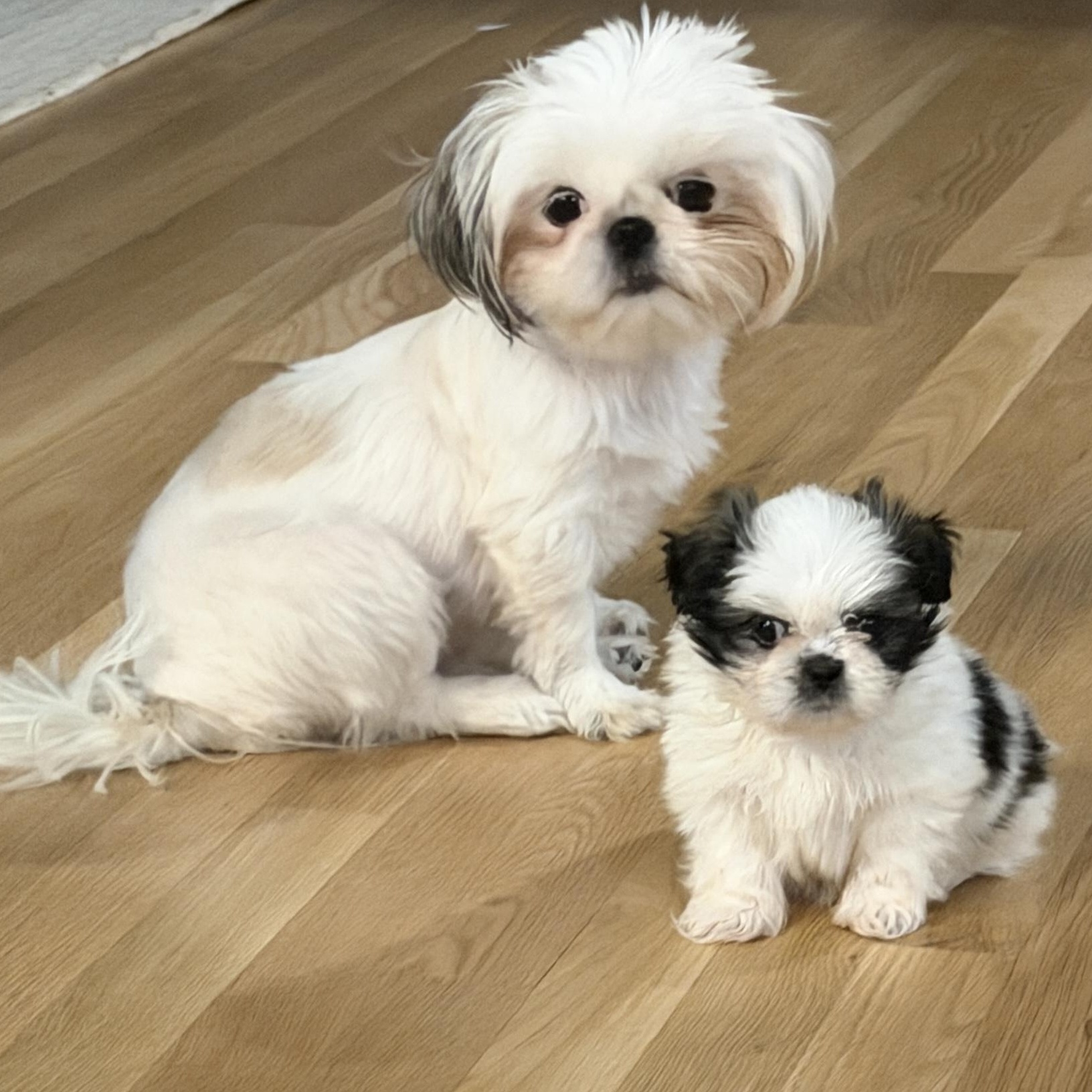 Special and Moose, Adoptable, Puppy Male Shih Tzu.