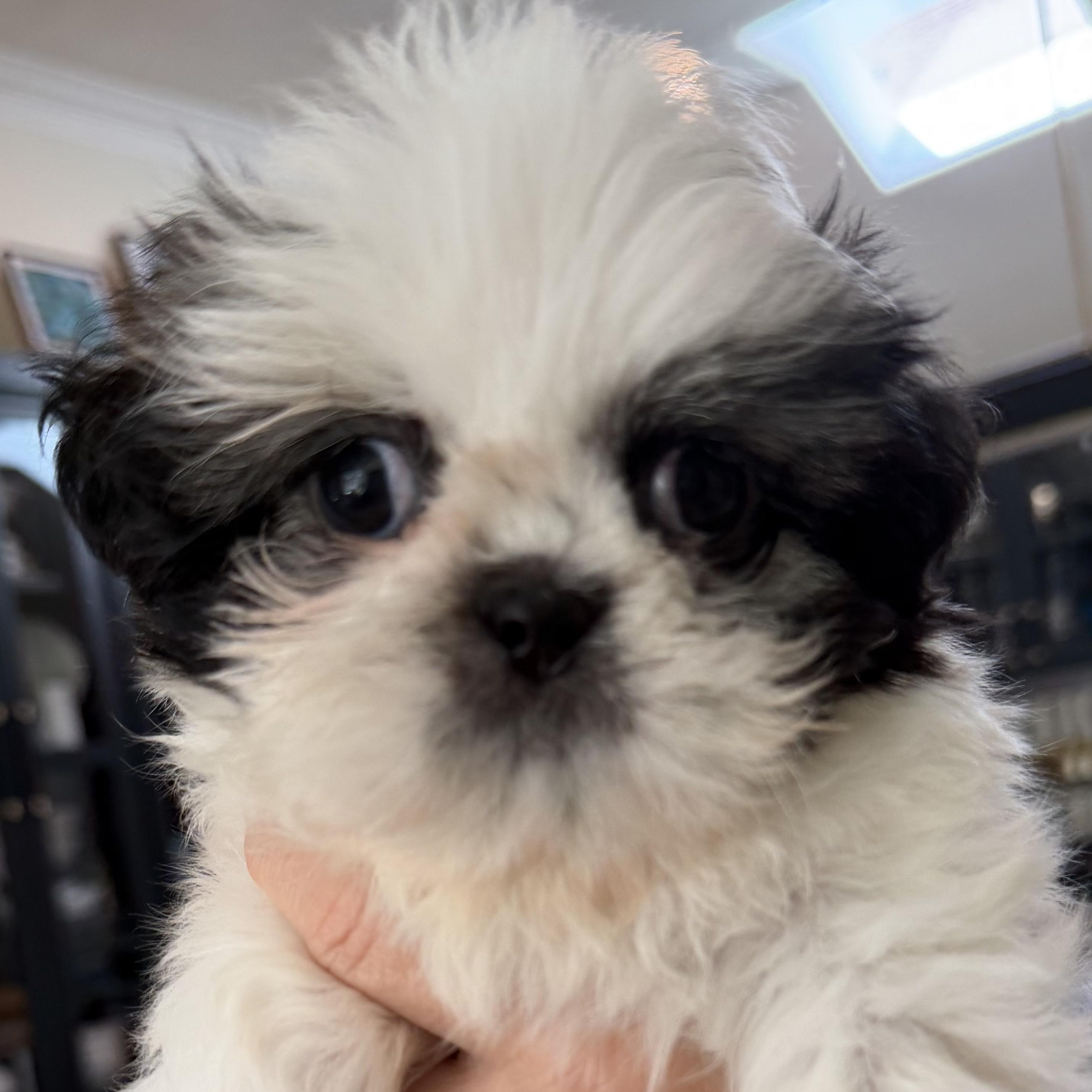 Enlarge Special and Moose, a Adoptable Shih Tzu in Plano, TX image 3/4