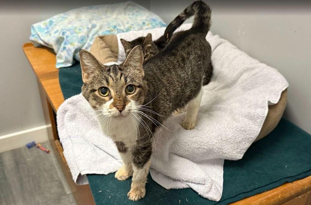 Trixie, Adoptable, Senior Female Domestic Short Hair.