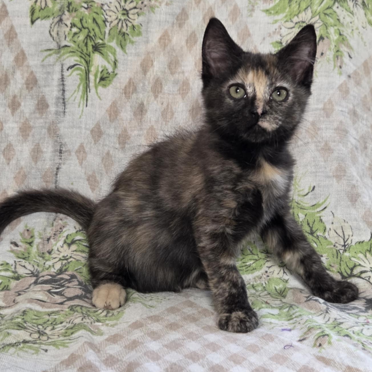 Pre-Adoption: Áine, Baby Female unknown