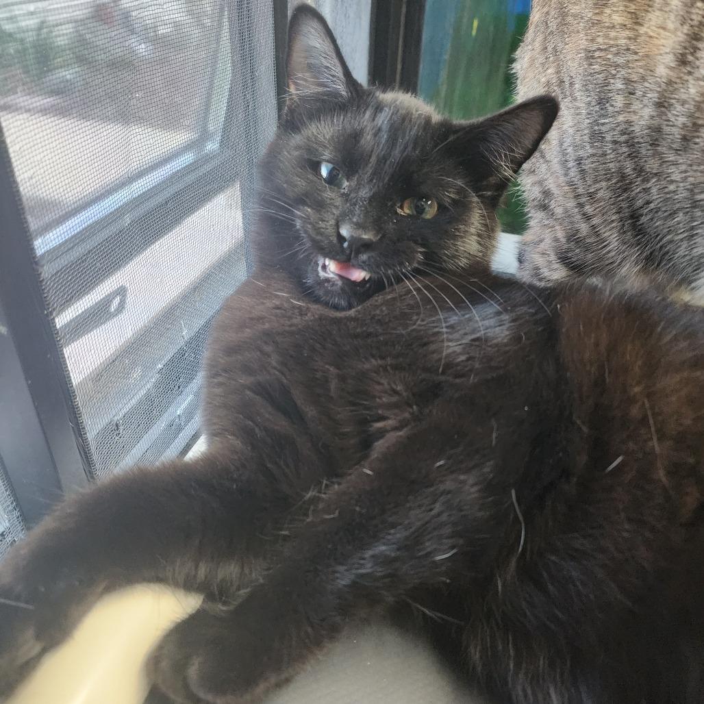 Enlarge Dr. Claw, a Adoptable Domestic Short Hair in Dixon, IL image 2/2