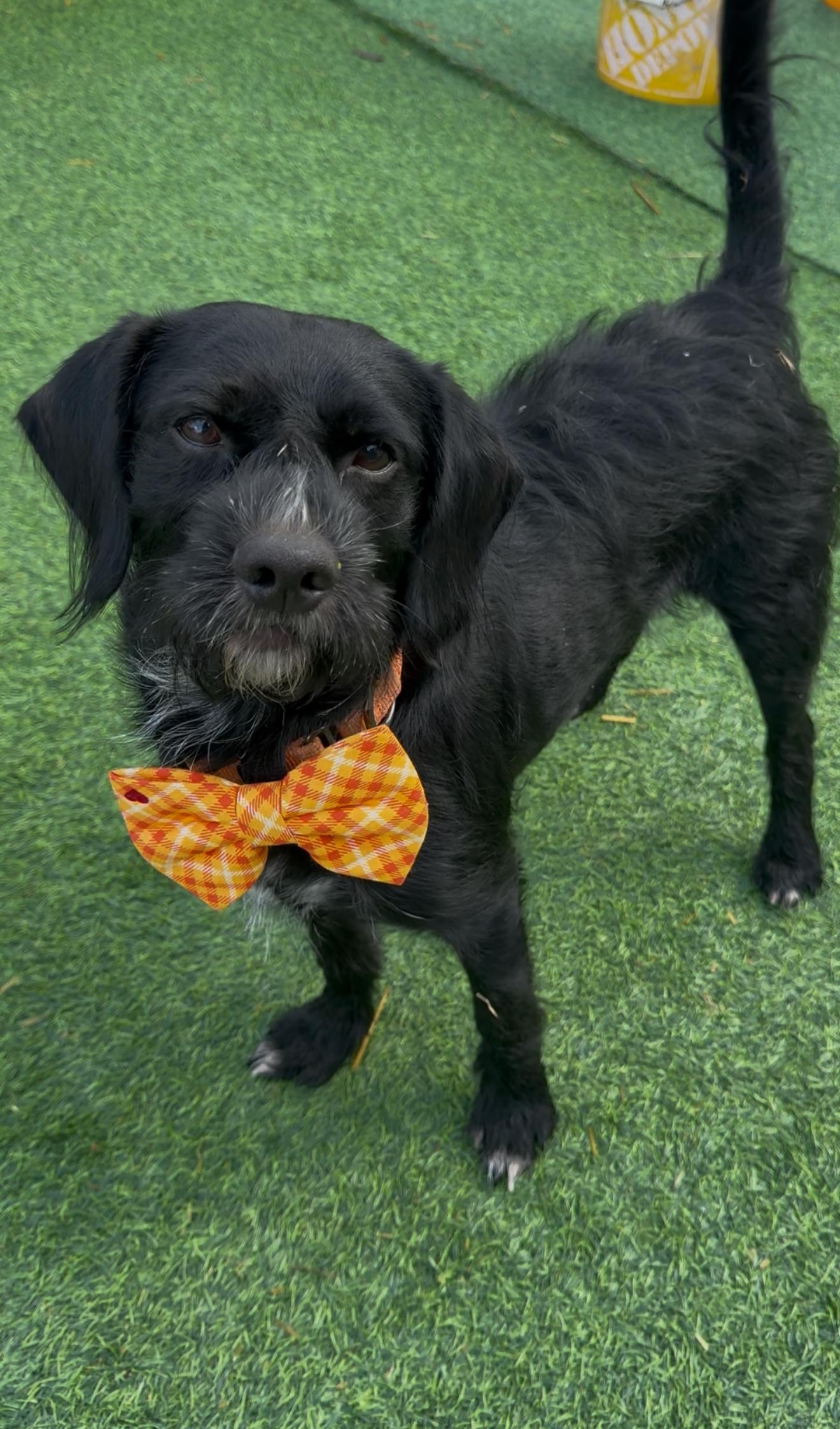 Claus, an adopted mixed breed in Clinton, NJ image 1/6