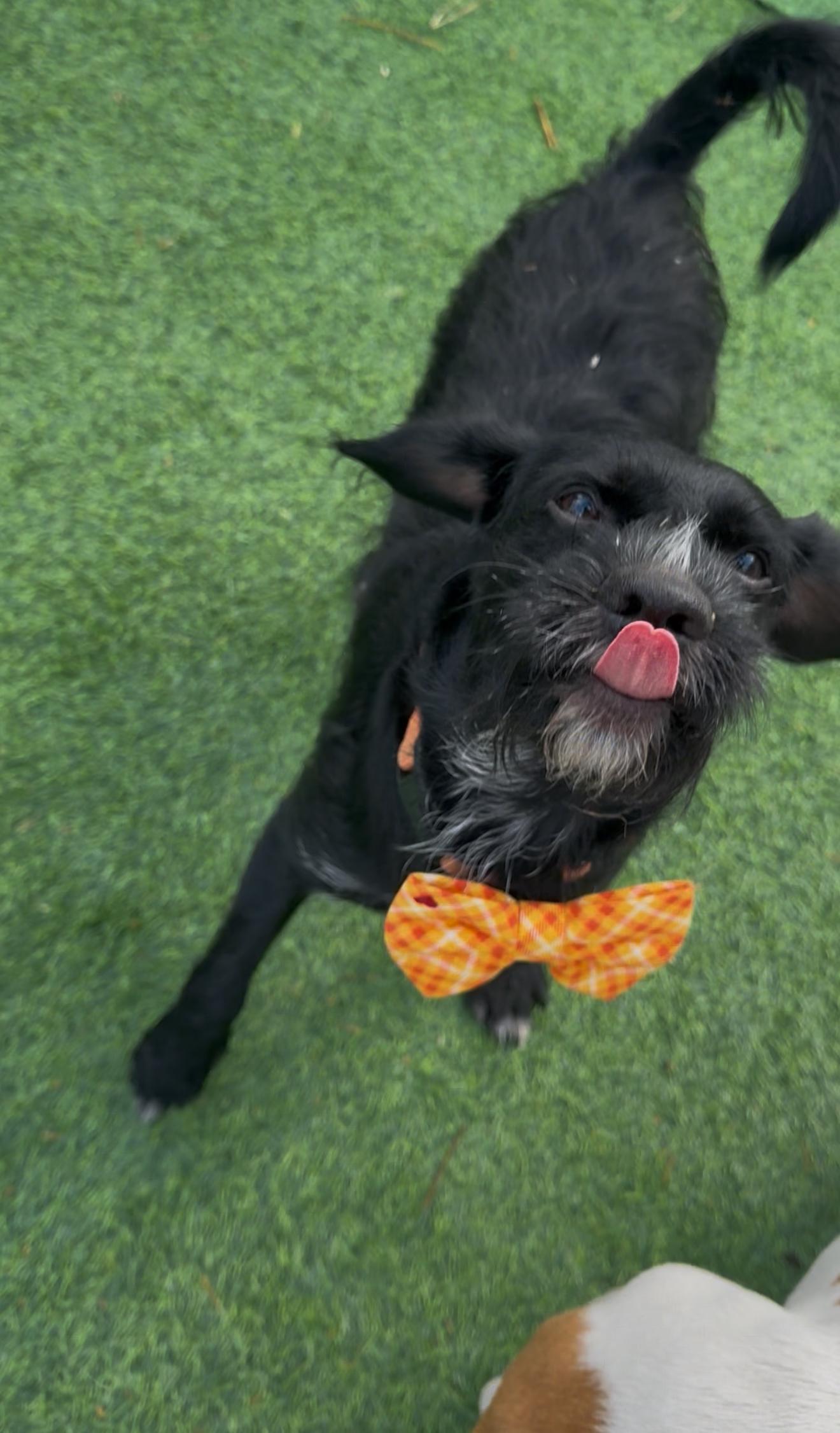 Claus, an adopted mixed breed in Clinton, NJ image 4/6