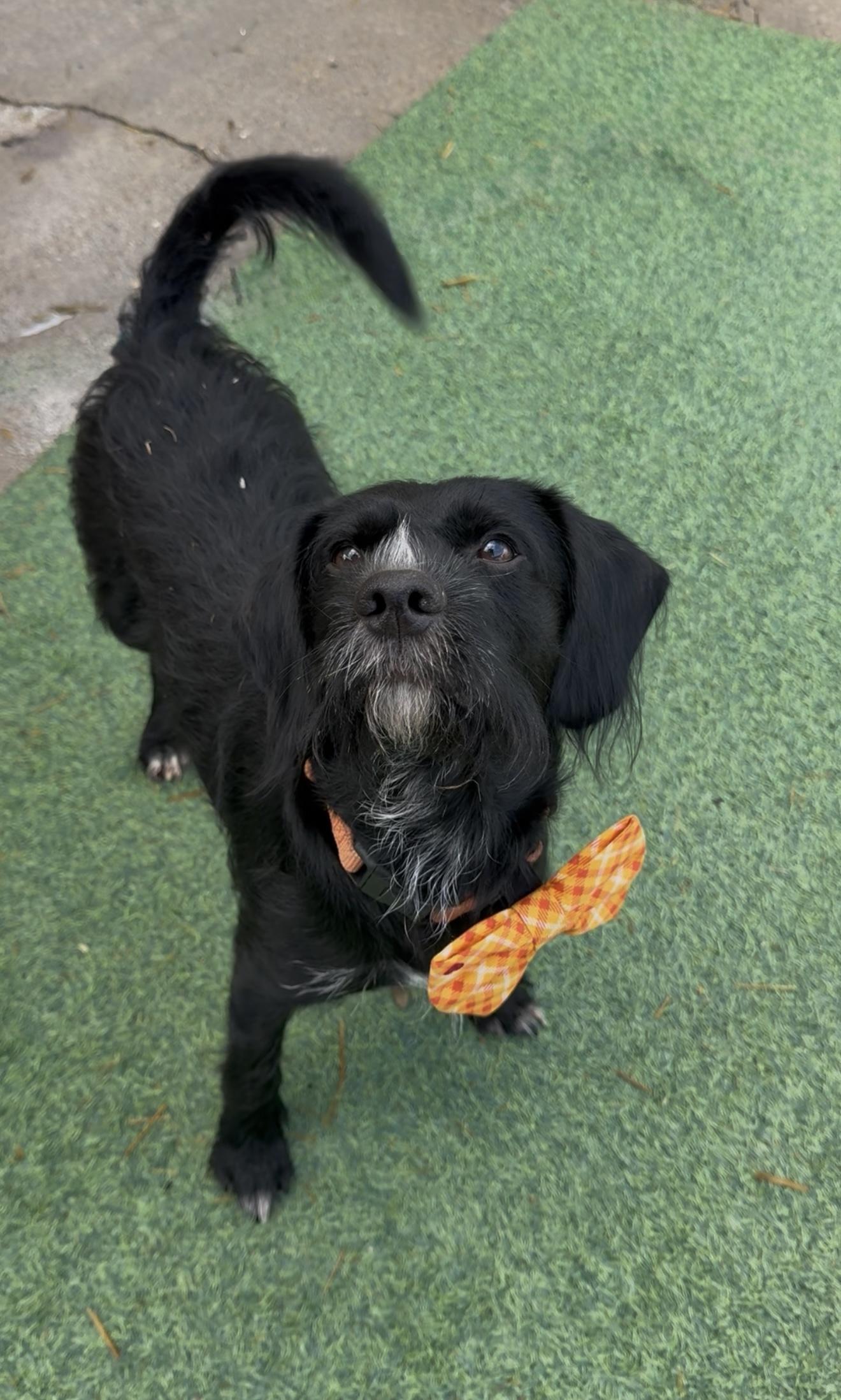 Claus, an adopted mixed breed in Clinton, NJ image 5/6