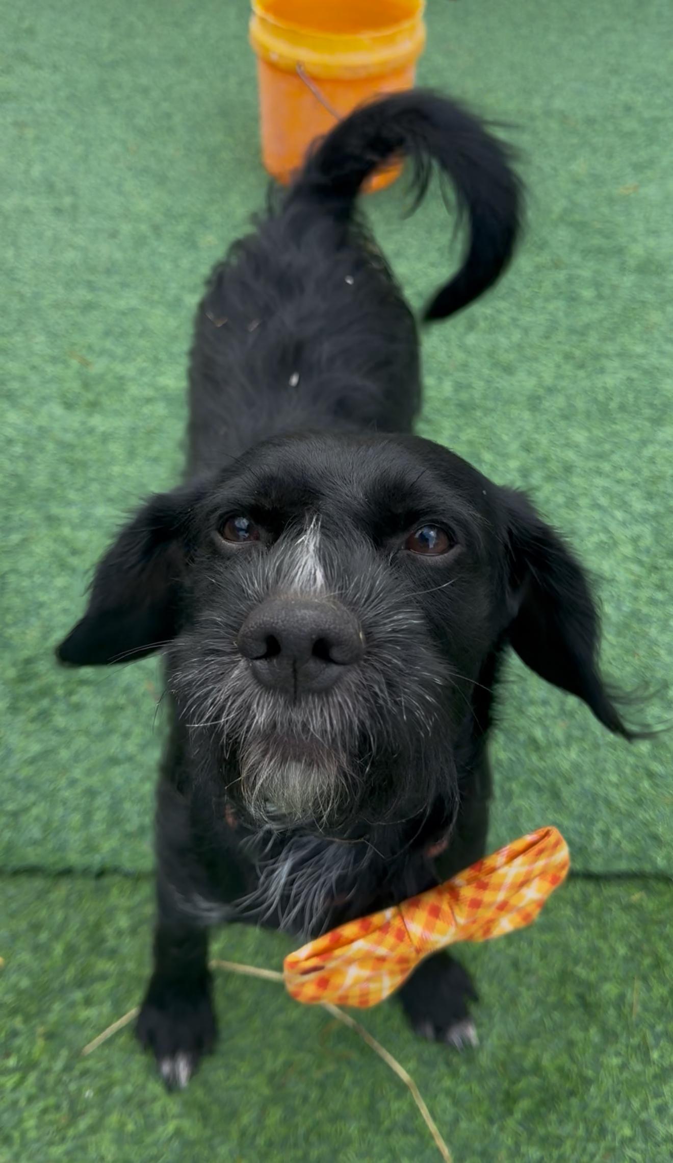 Claus, an adopted mixed breed in Clinton, NJ image 6/6