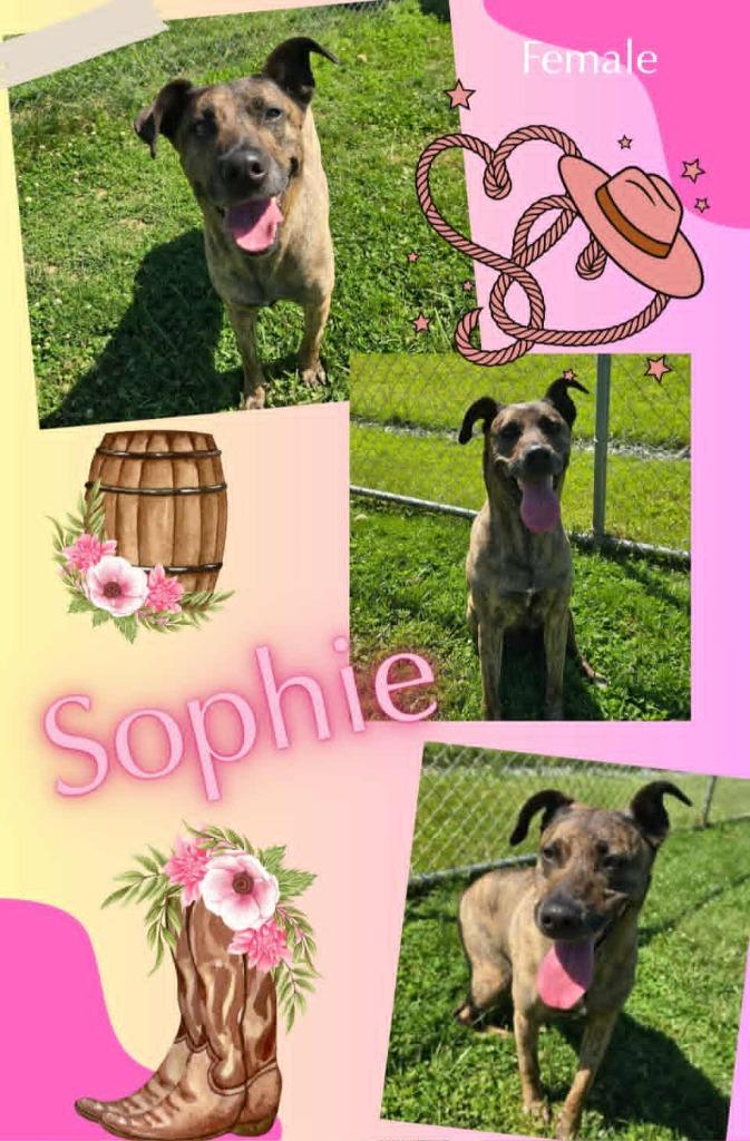 Enlarge Sophi, a Adoptable Mountain Cur in Blountville, TN image 1/1
