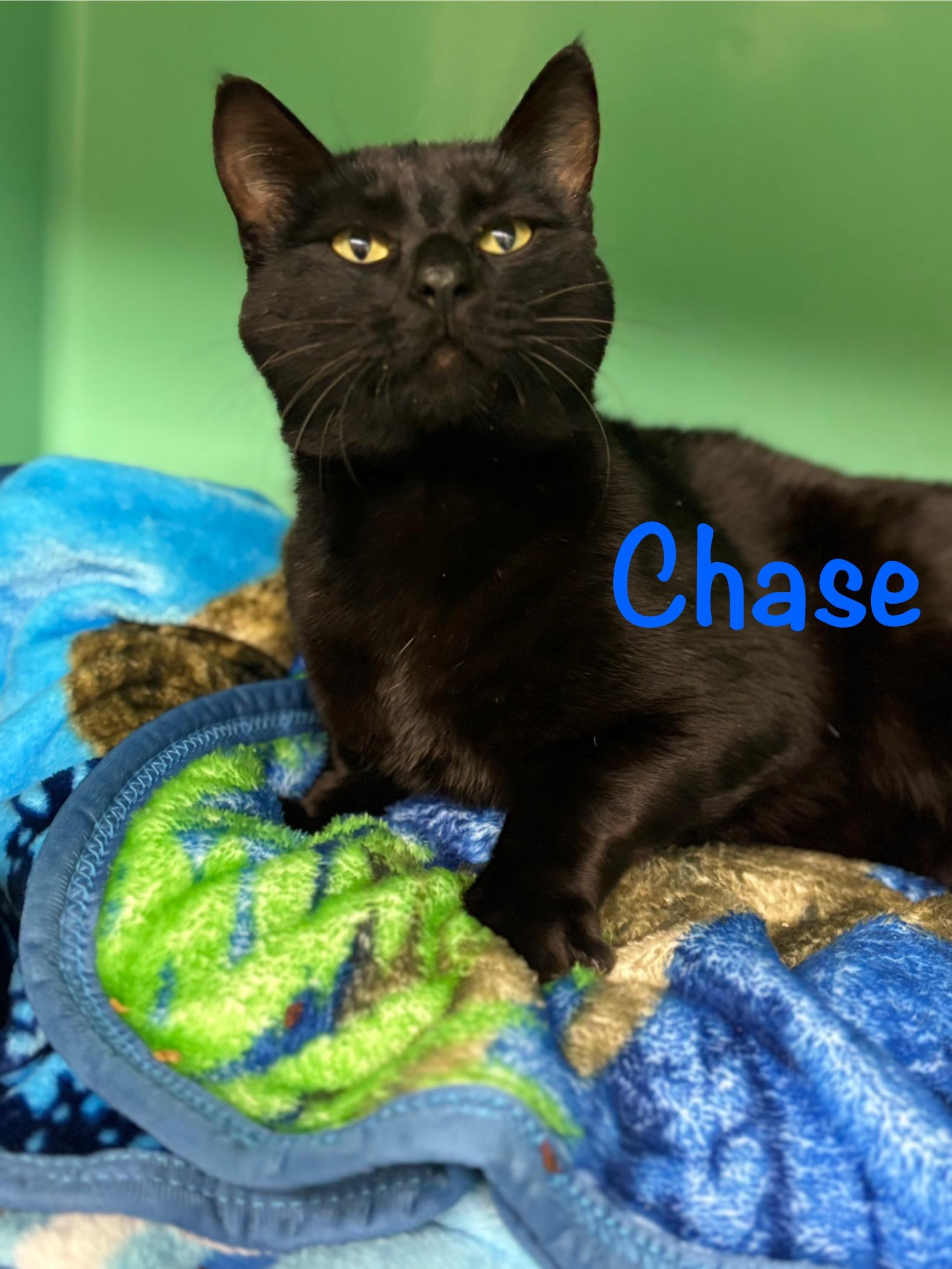 Enlarge Chase, a ADOPTABLE Domestic Short Hair in Crescent City, CA image 2/2