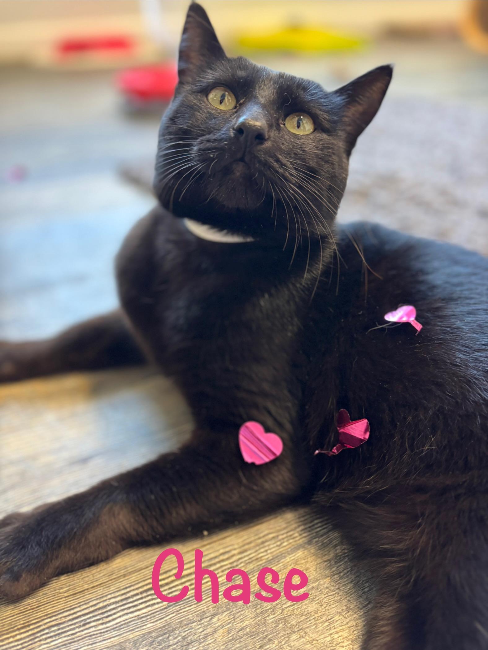 Chase, ADOPTABLE, Adult Male Domestic Short Hair.