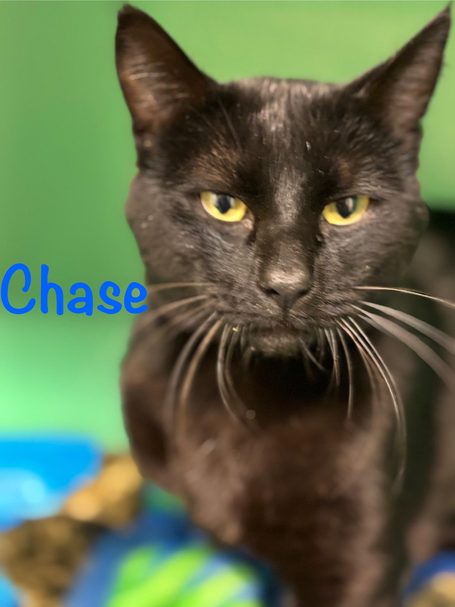 Chase, ADOPTABLE, Adult Male Domestic Short Hair.