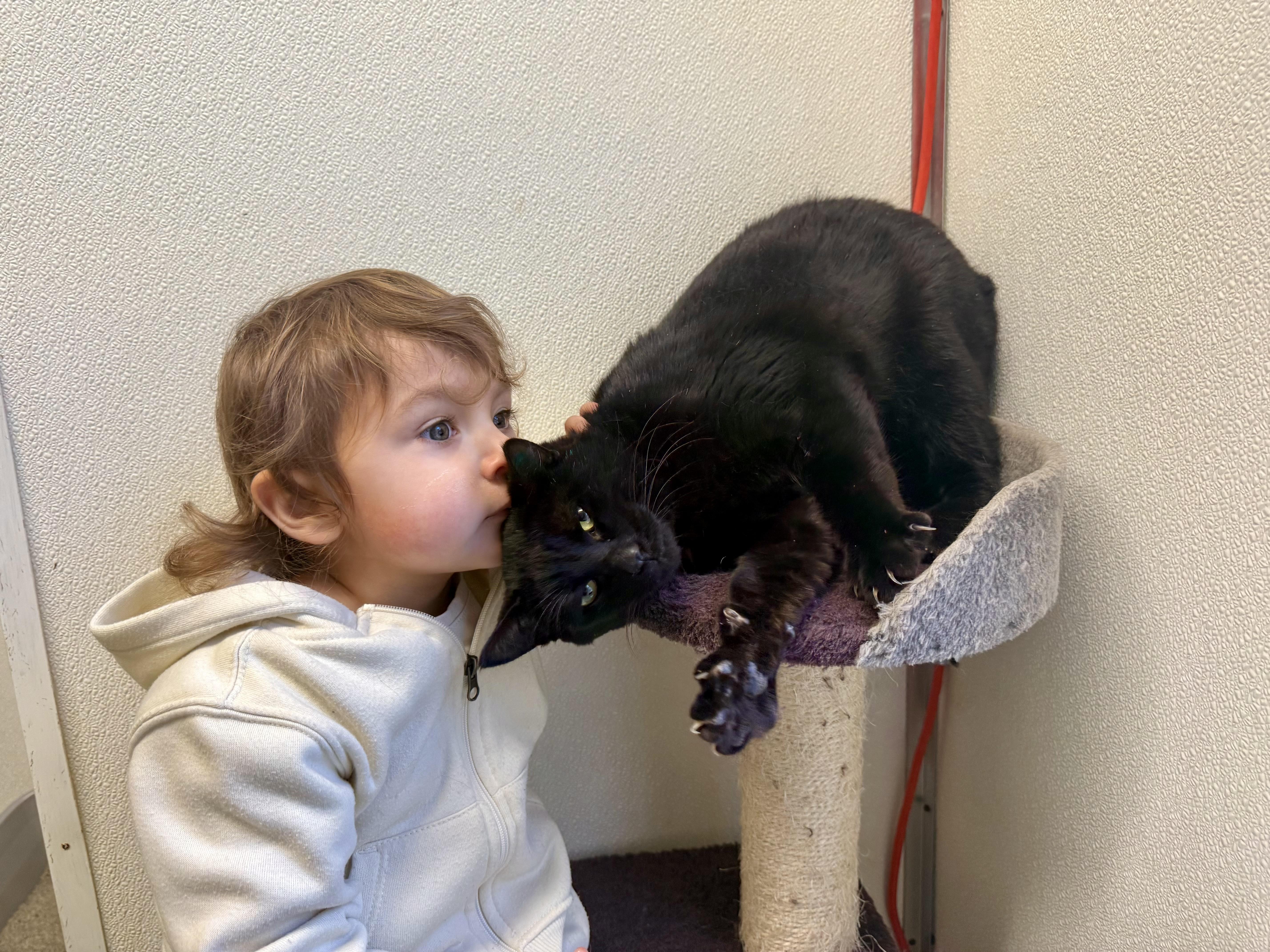 Enlarge Chase, a ADOPTABLE Domestic Short Hair in Crescent City, CA image 4/6