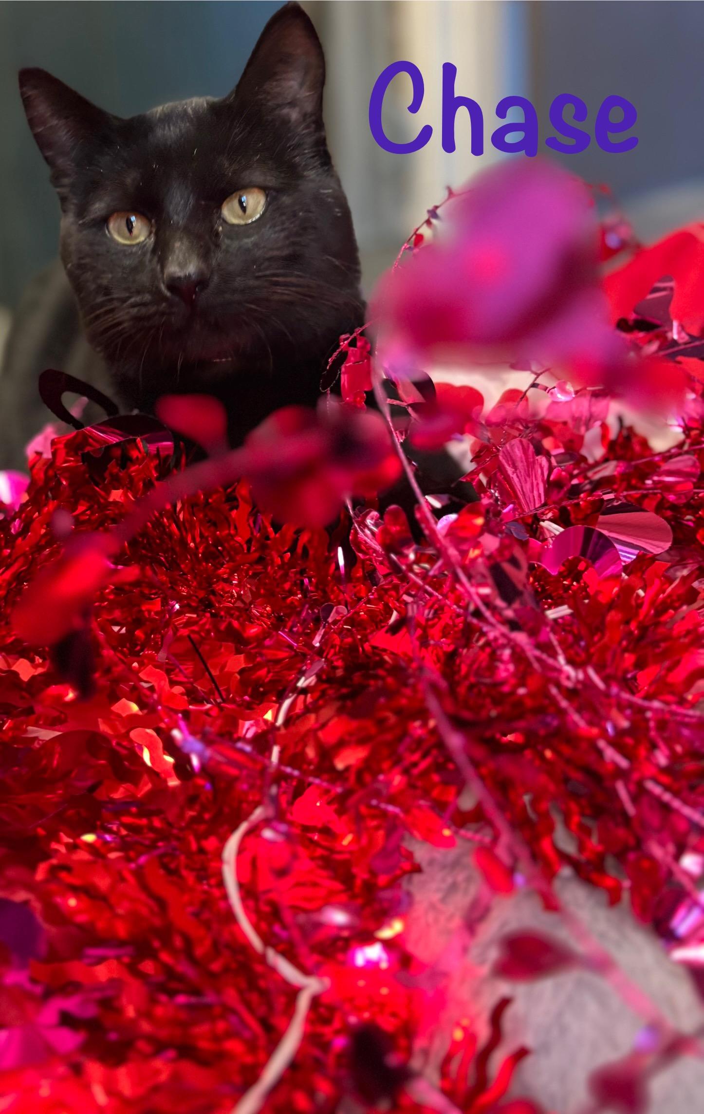 Enlarge Chase, a ADOPTABLE Domestic Short Hair in Crescent City, CA image 2/6