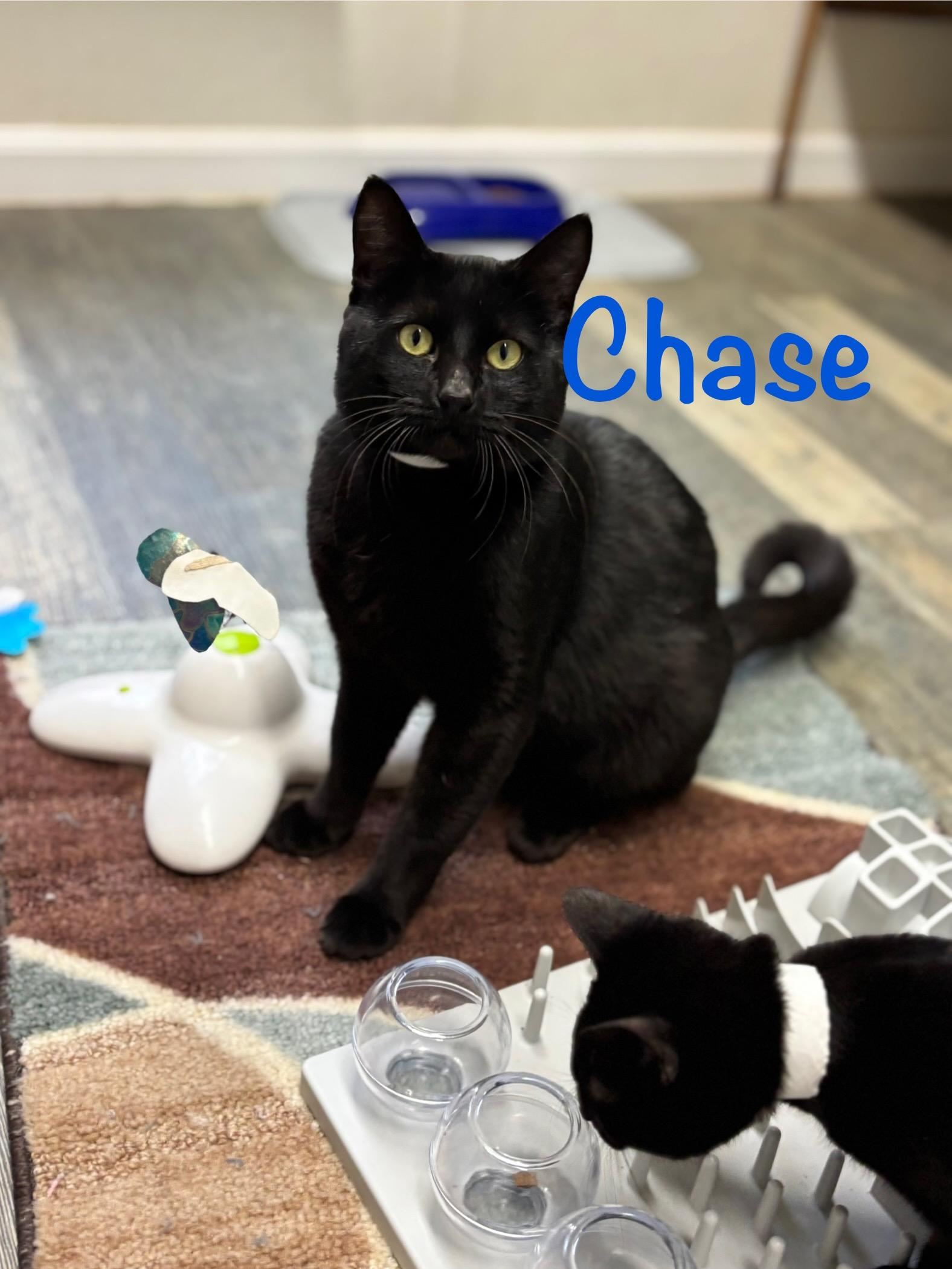 Enlarge Chase, a ADOPTABLE Domestic Short Hair in Crescent City, CA image 3/6