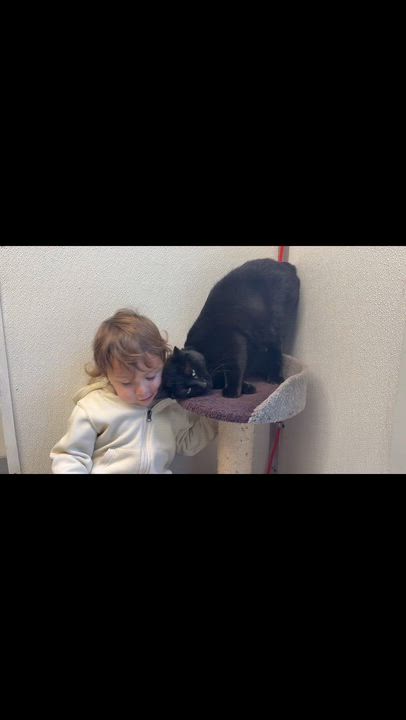 Enlarge Chase, a ADOPTABLE Domestic Short Hair in Crescent City, CA video 5/6
