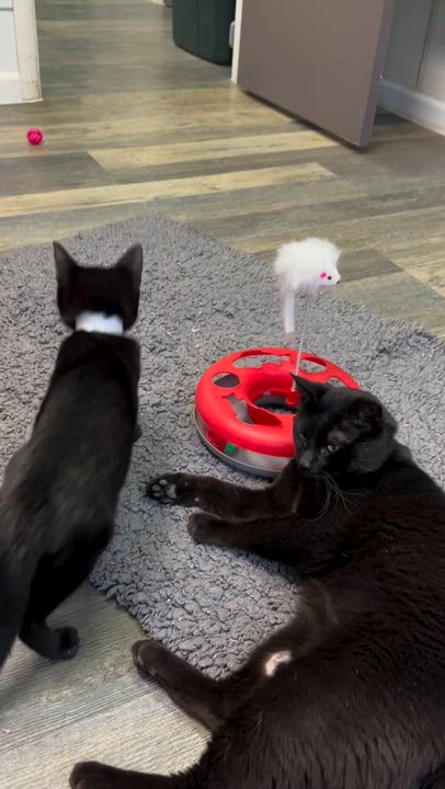 Enlarge Chase, a ADOPTABLE Domestic Short Hair in Crescent City, CA video 6/6