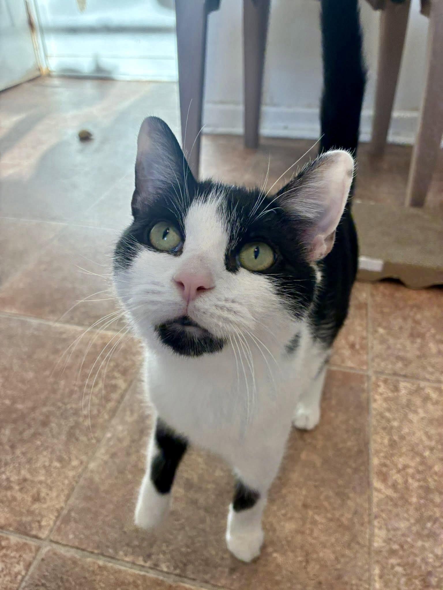 Enlarge Purina, a Adopted Domestic Short Hair in Penndel, PA image 1/3